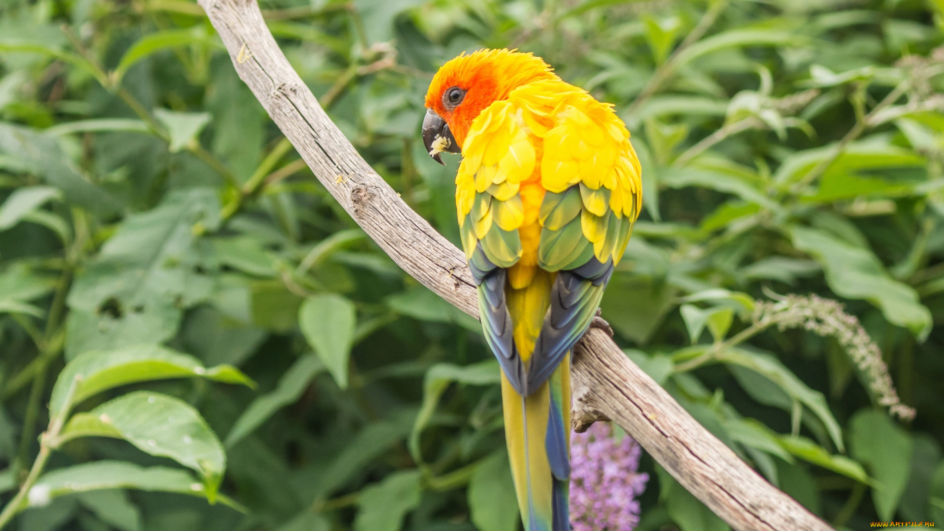животные, попугаи, листья, ветка