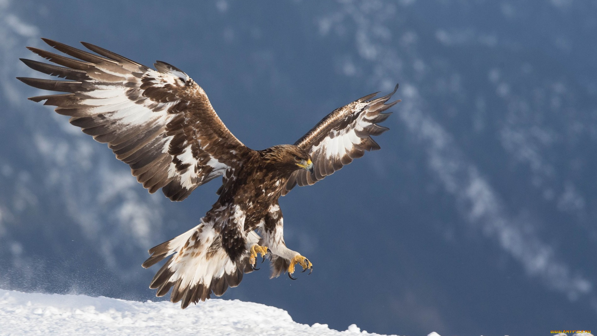 животные, птицы, -, хищники, golden, eagle, хищник, беркут, орел