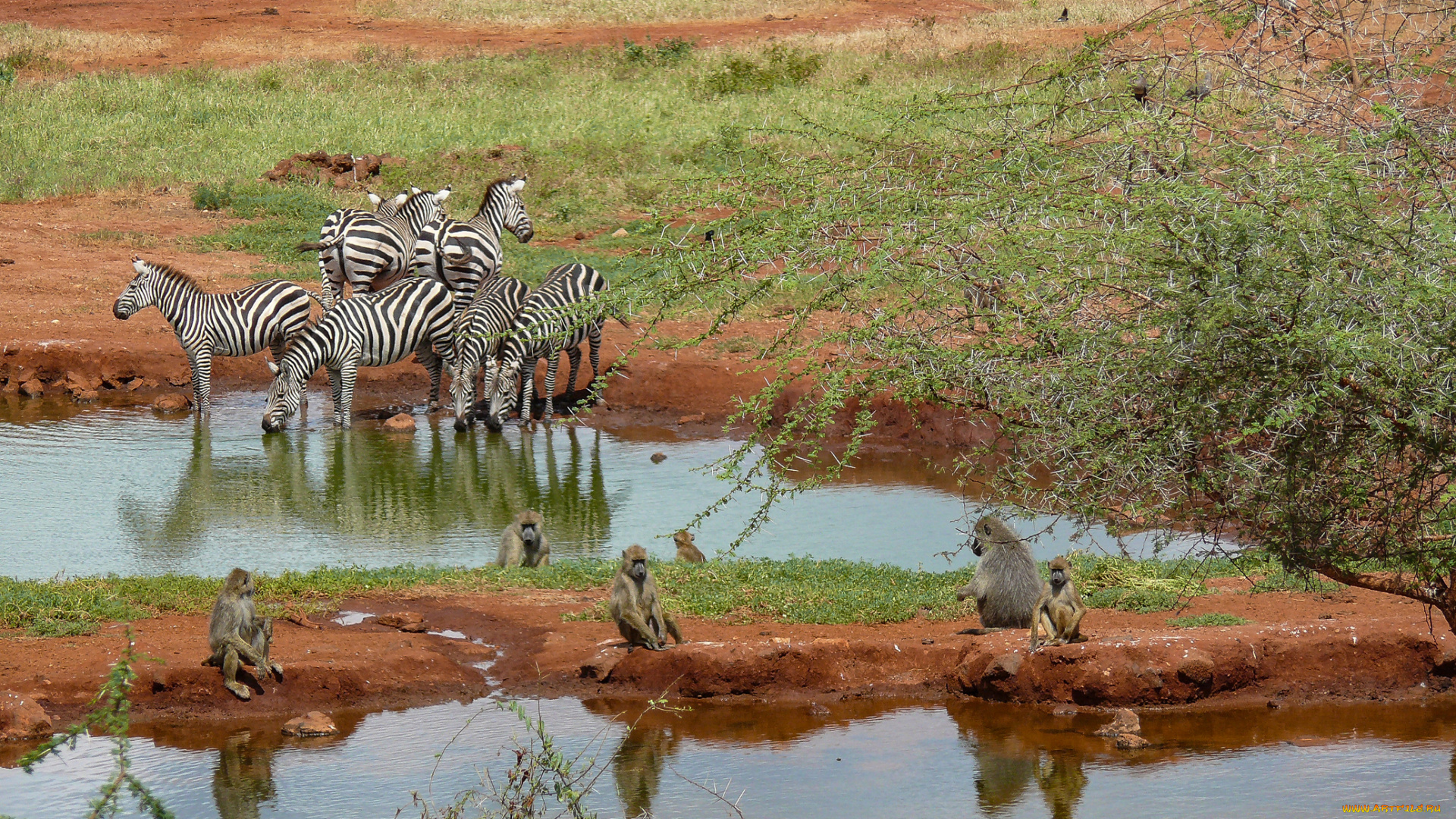 животные, разные, вместе, зебры, дерево, трава, песок, водоем, обезьяны