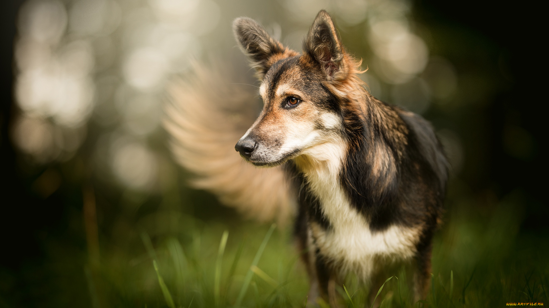 животные, собаки, собака, взгляд, боке