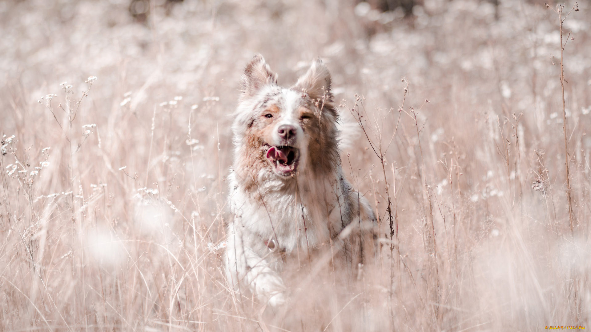 животные, собаки, собака, животное, порода, шерсть, окрас