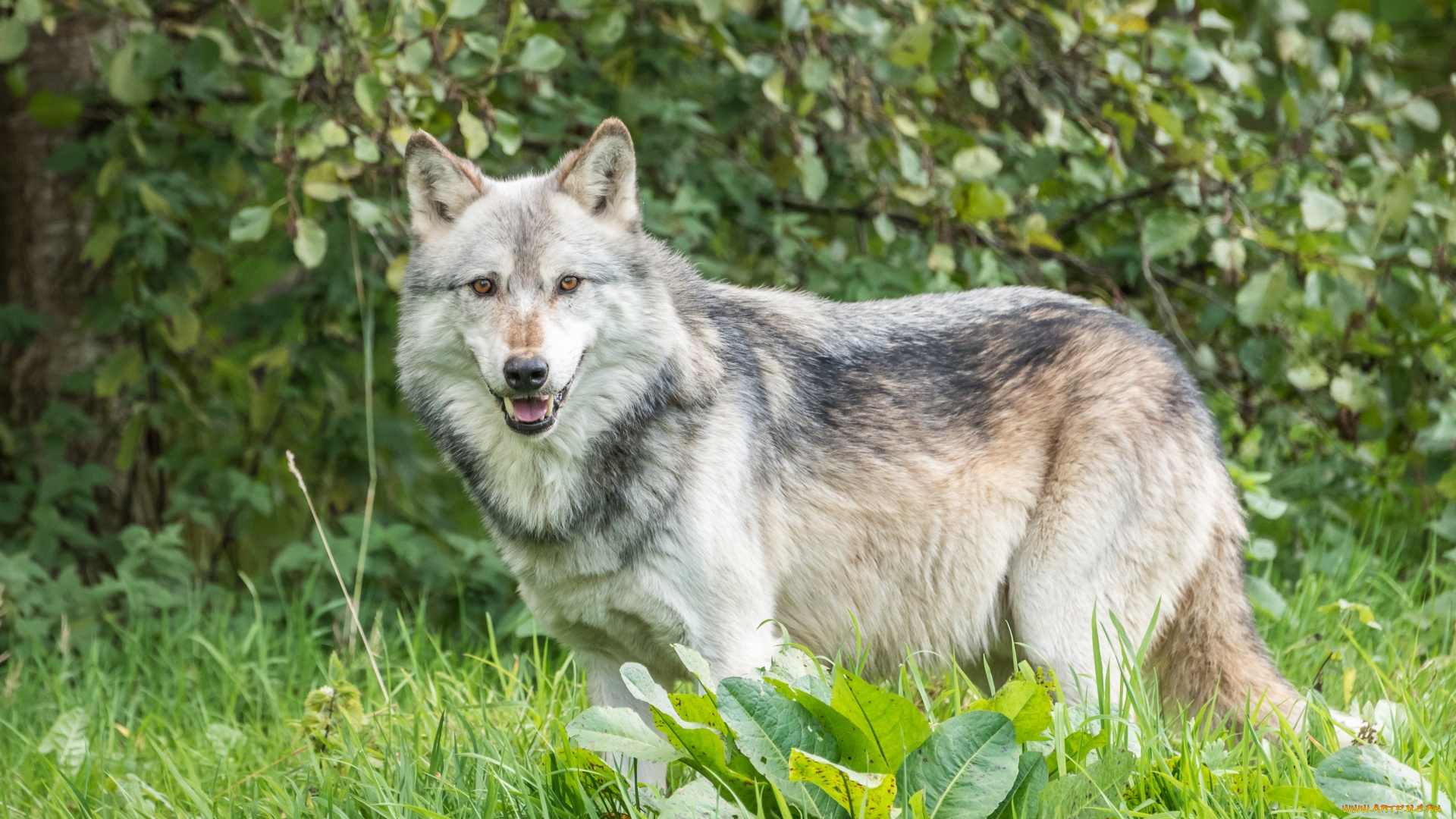 животные, волки, , койоты, , шакалы, листья, трава