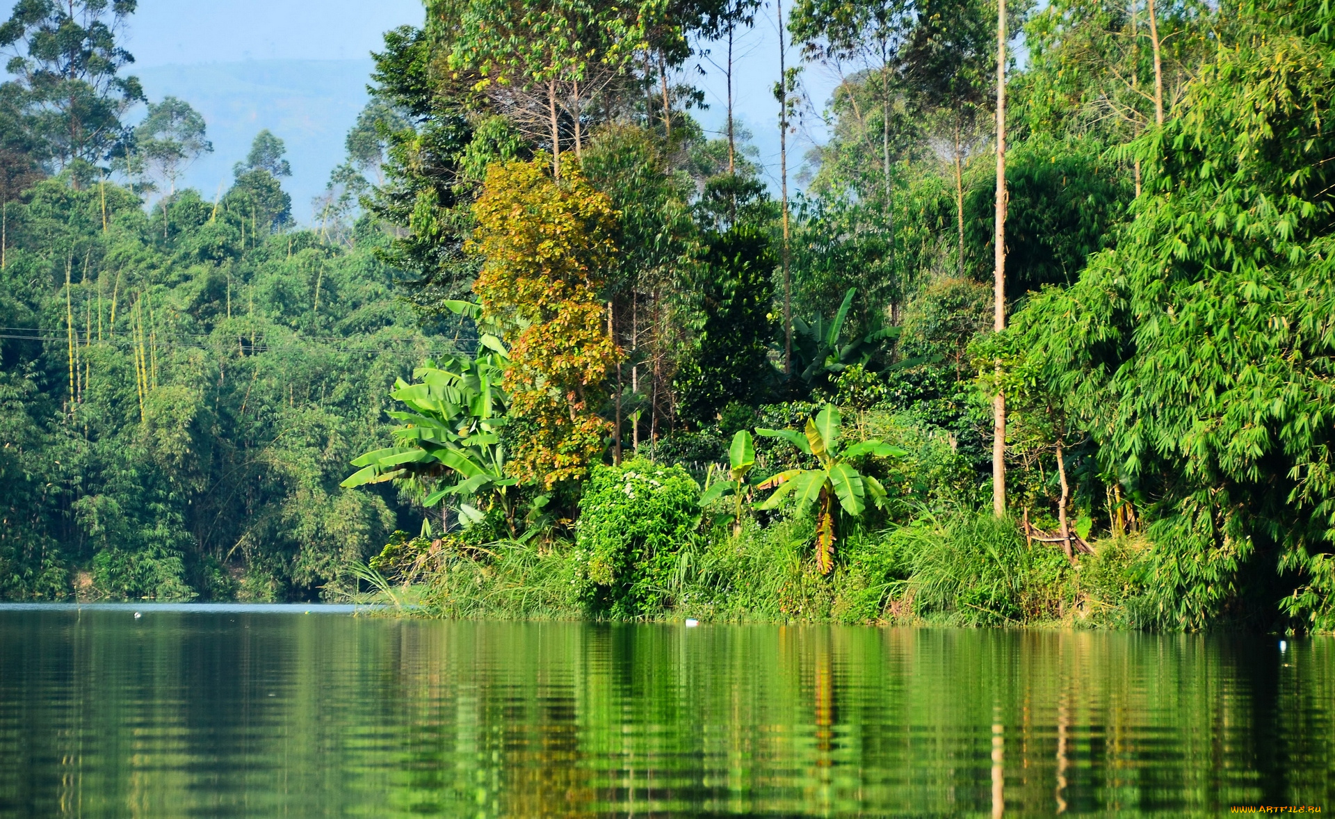 природа, тропики, деревья, водоем