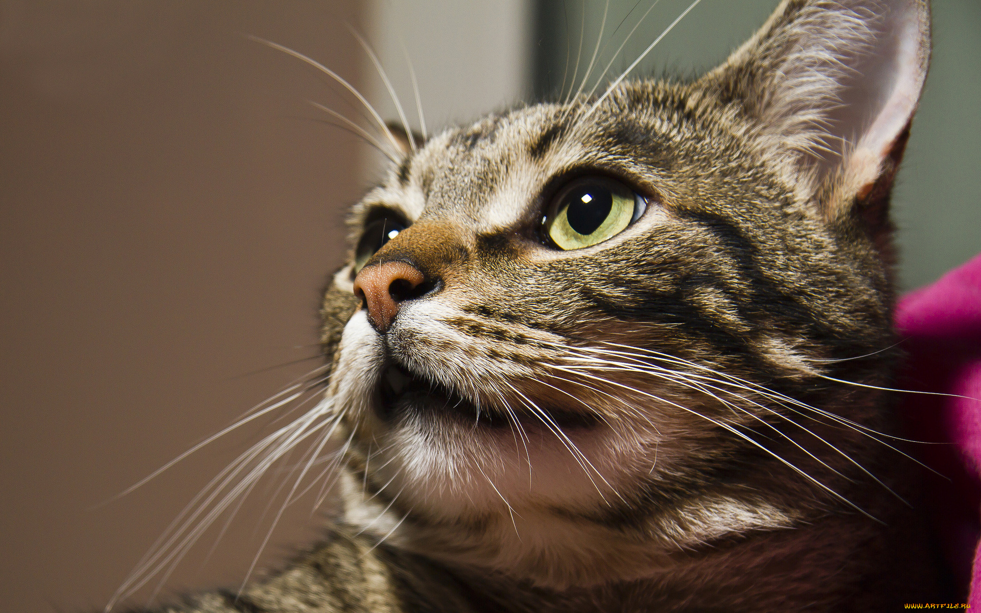 животные, коты, морда