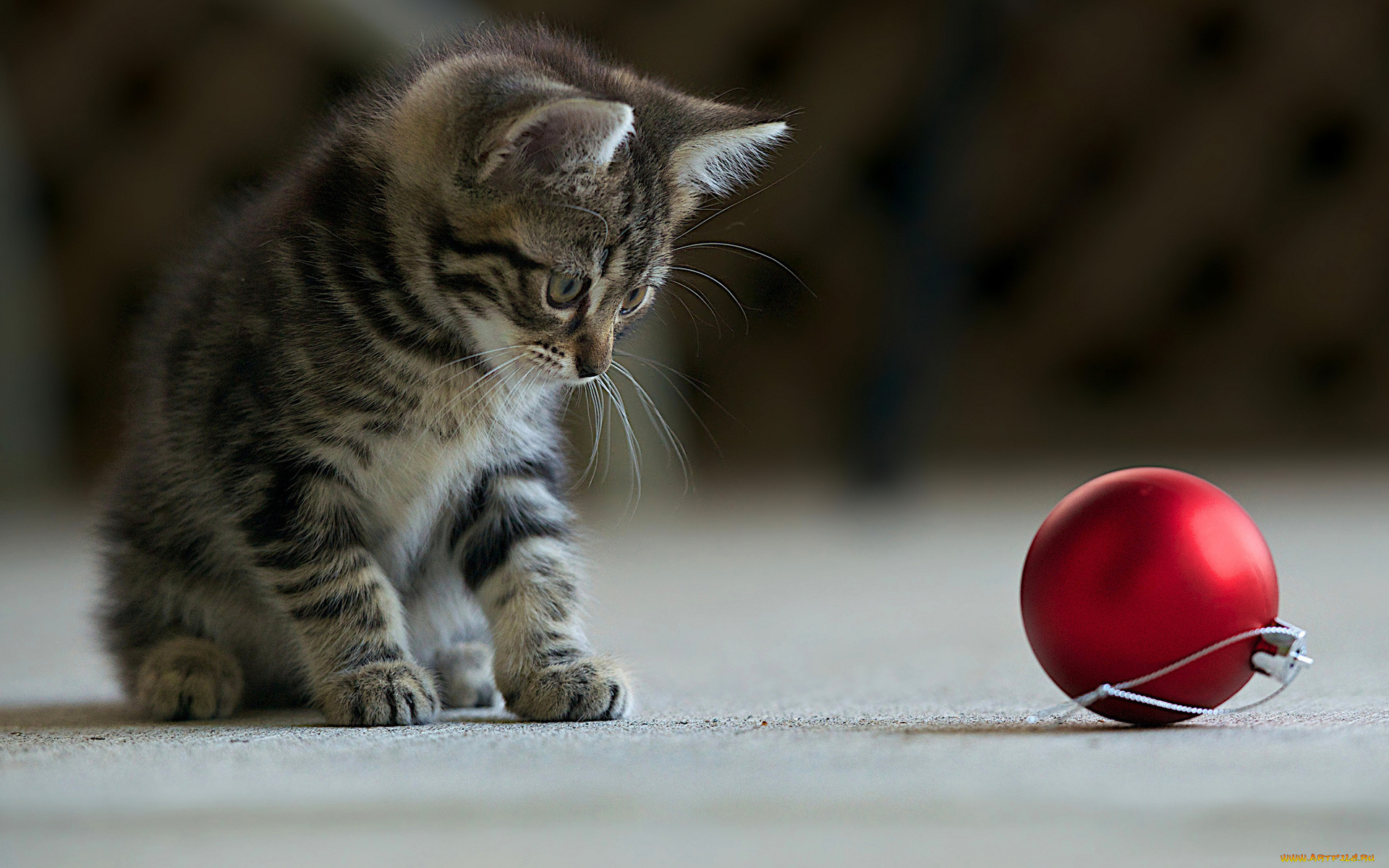 животные, коты, новогодний, шар