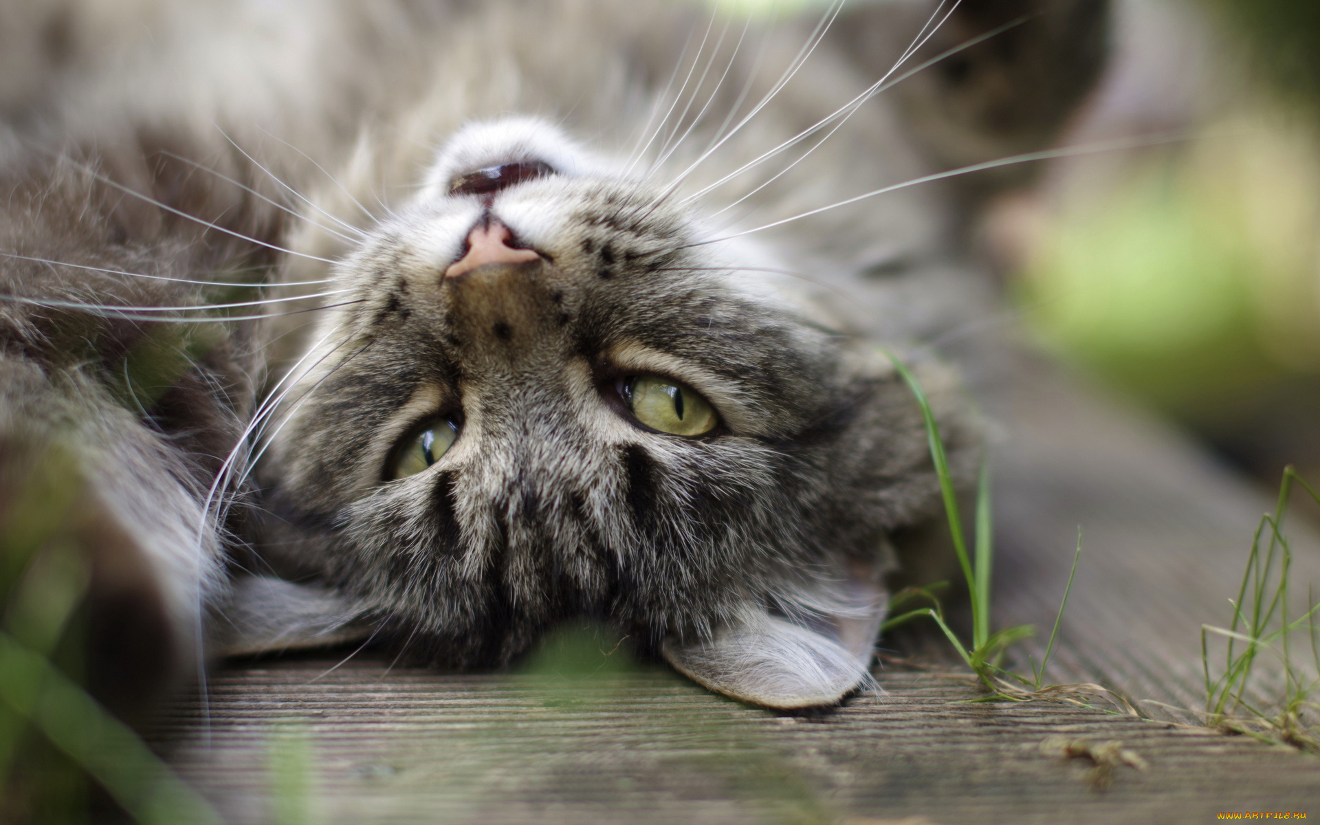 животные, коты, трава