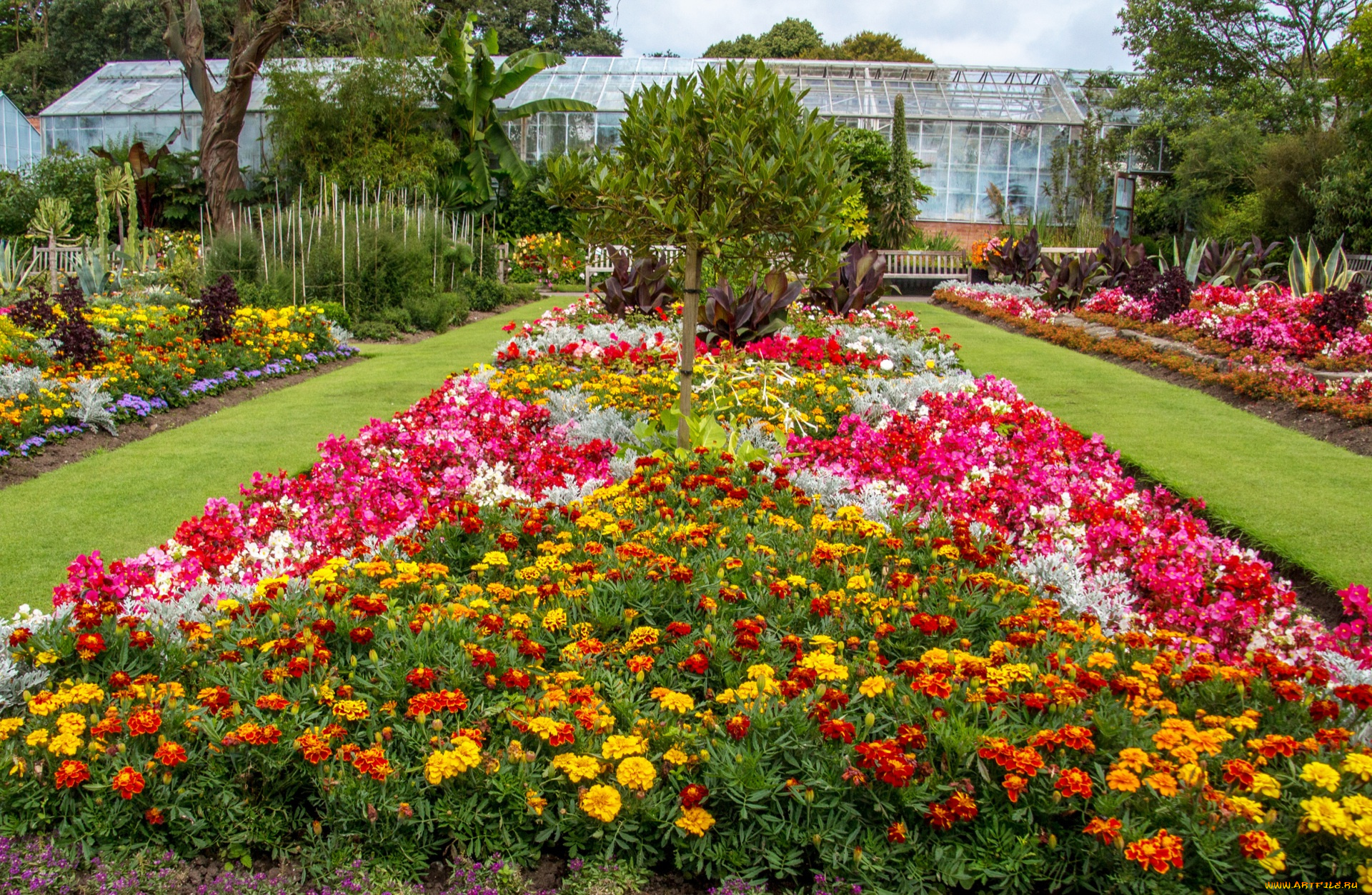 цветы, разные, вместе, теплицы, разноцветные