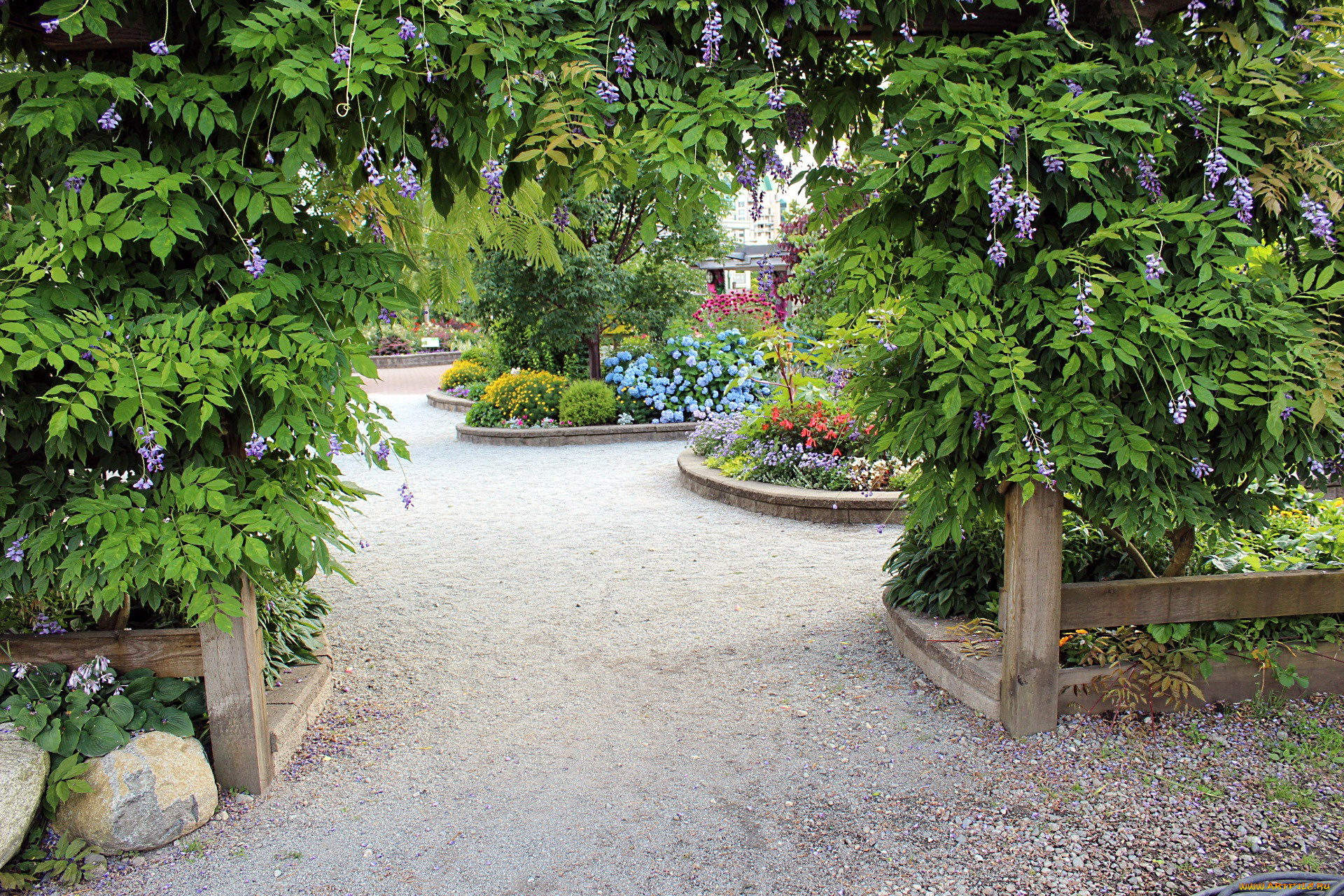 природа, парк, глициния, гортензия, клумбы