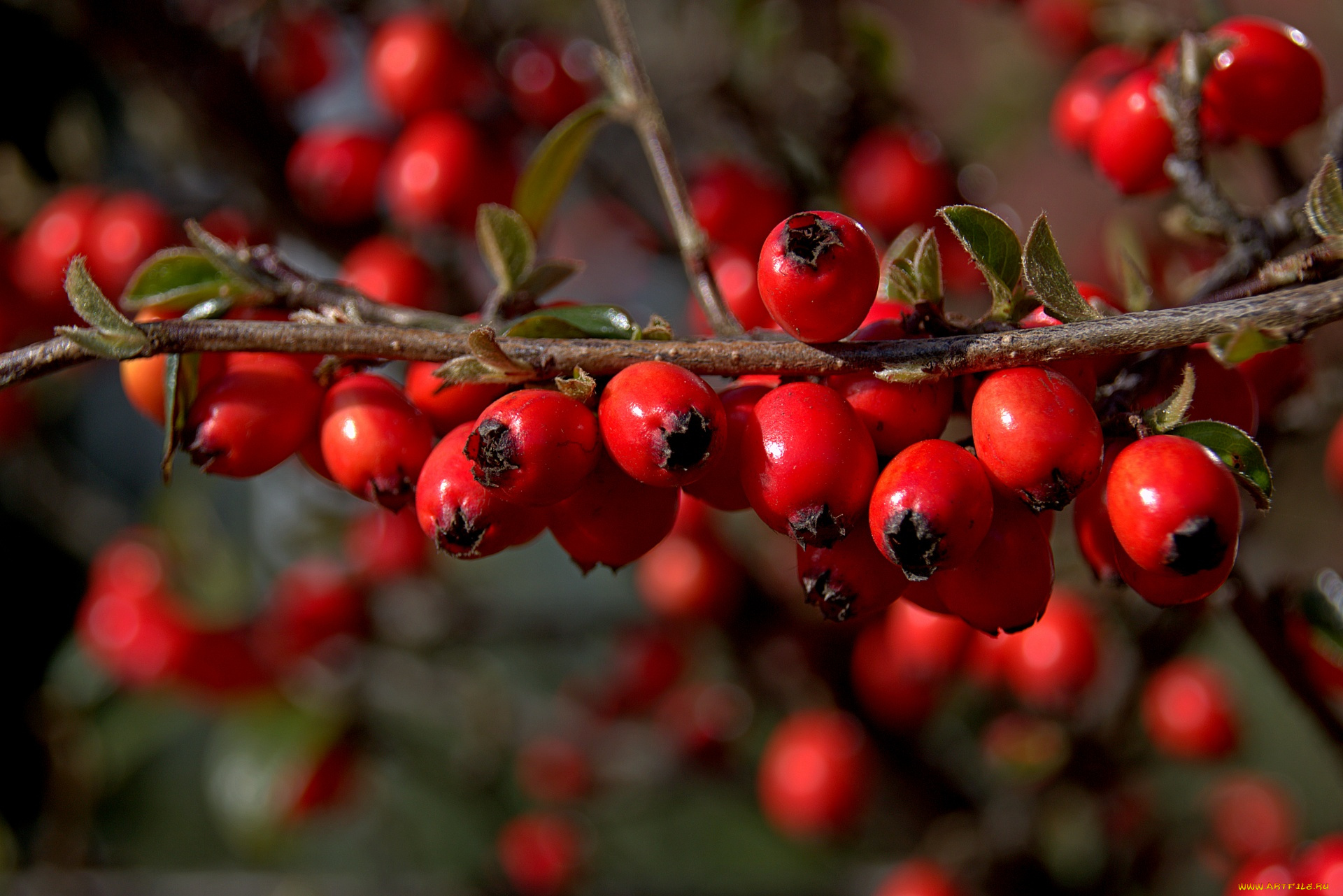 природа, Ягоды, красные, ягоды, ветка