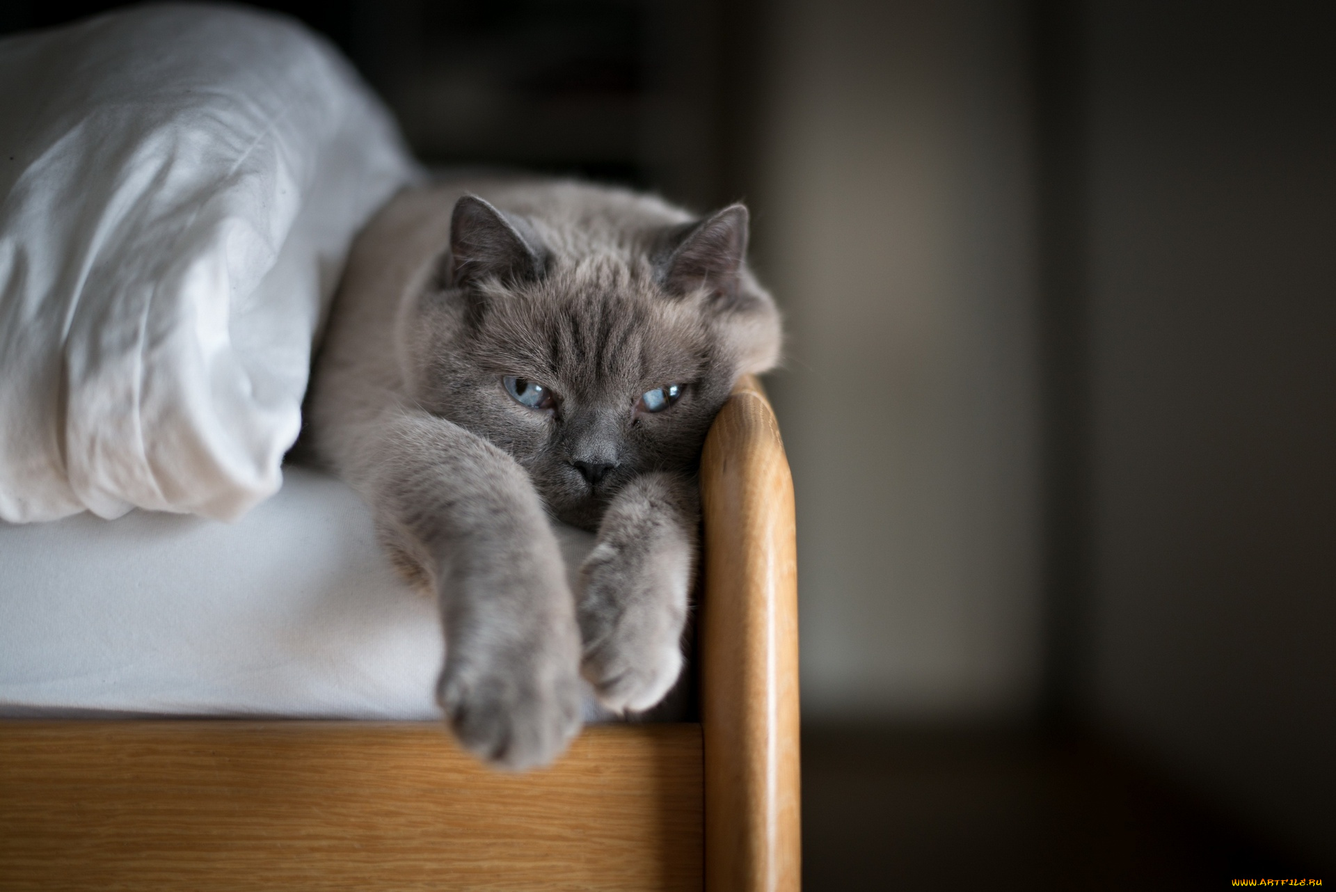 животные, коты, кровать