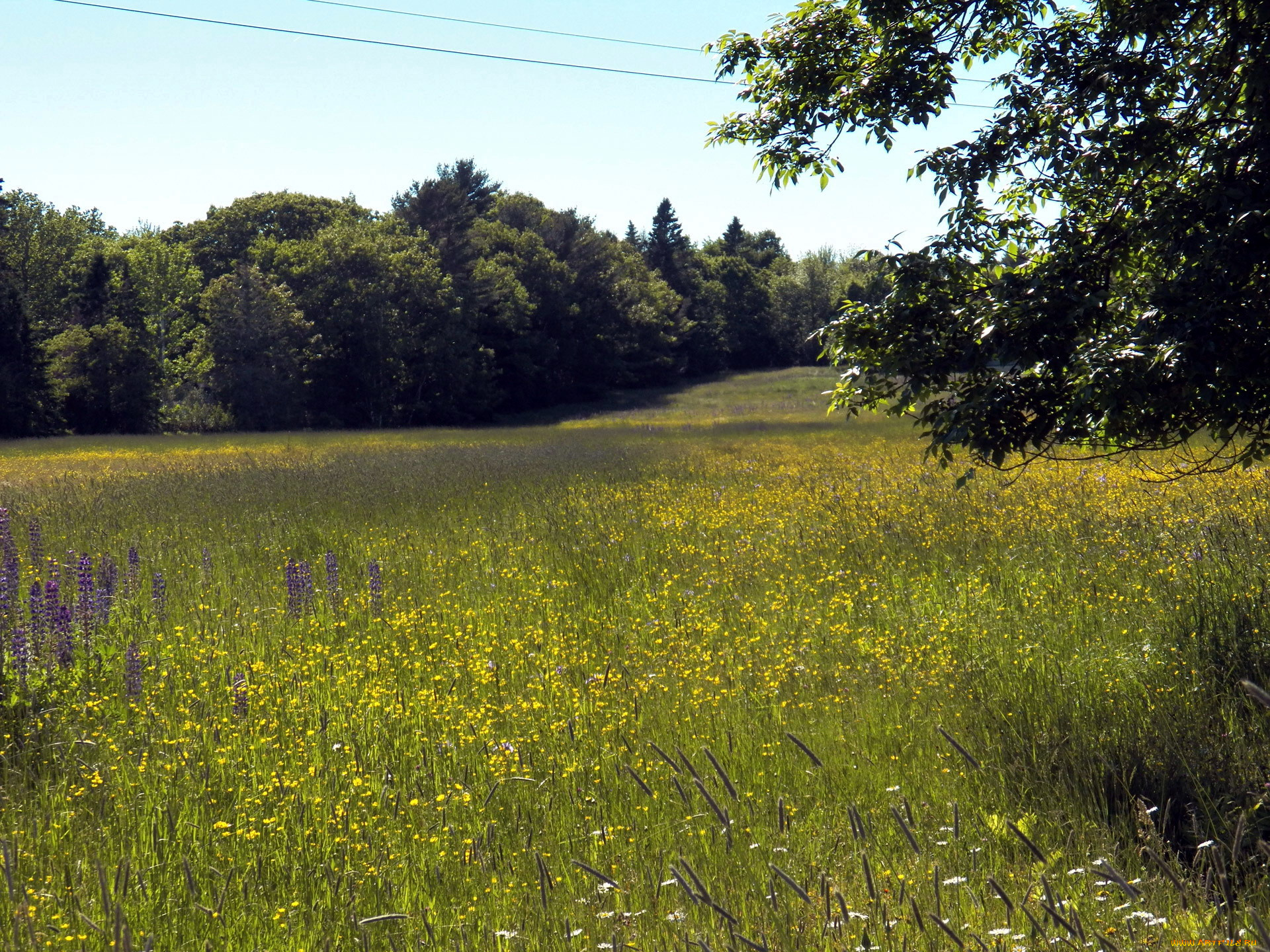 природа, луга, лето, разнотравье