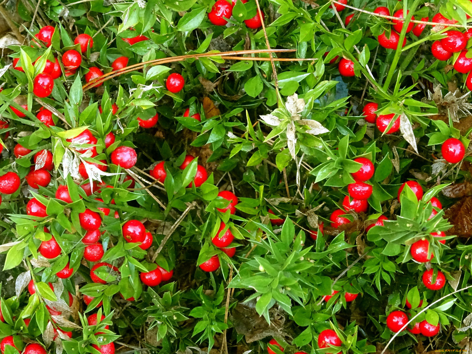 природа, Ягоды, ягоды, красные