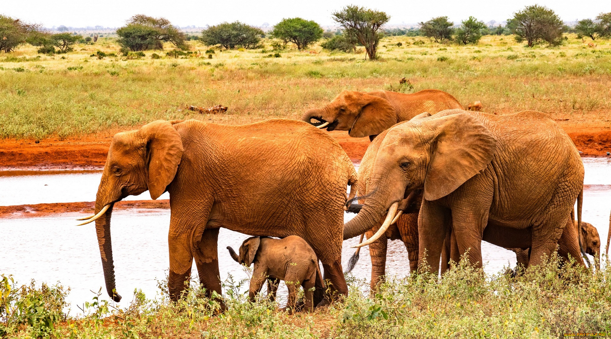 животные, слоны, трава, водоем, деревья