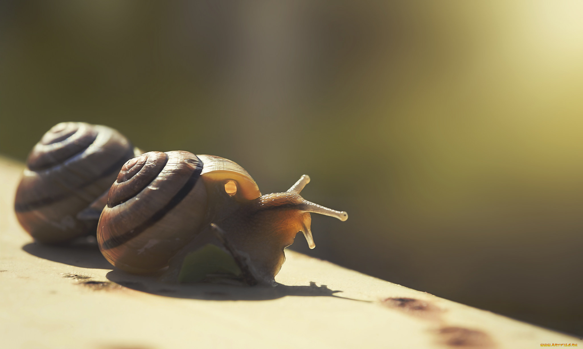 животные, улитки, усики, макро, панцирь, улитка