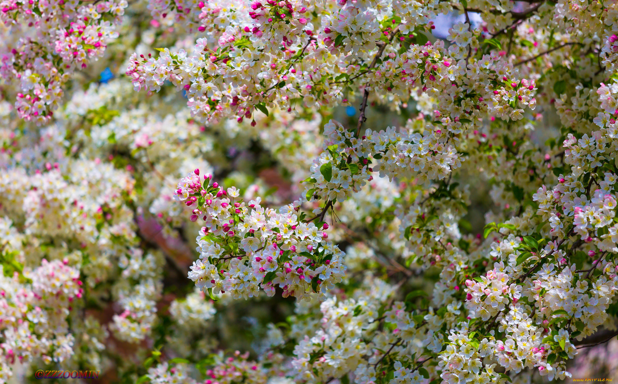 цветы, цветущие, деревья, , , кустарники, цветущая, веточка, цветки, листья, ветка