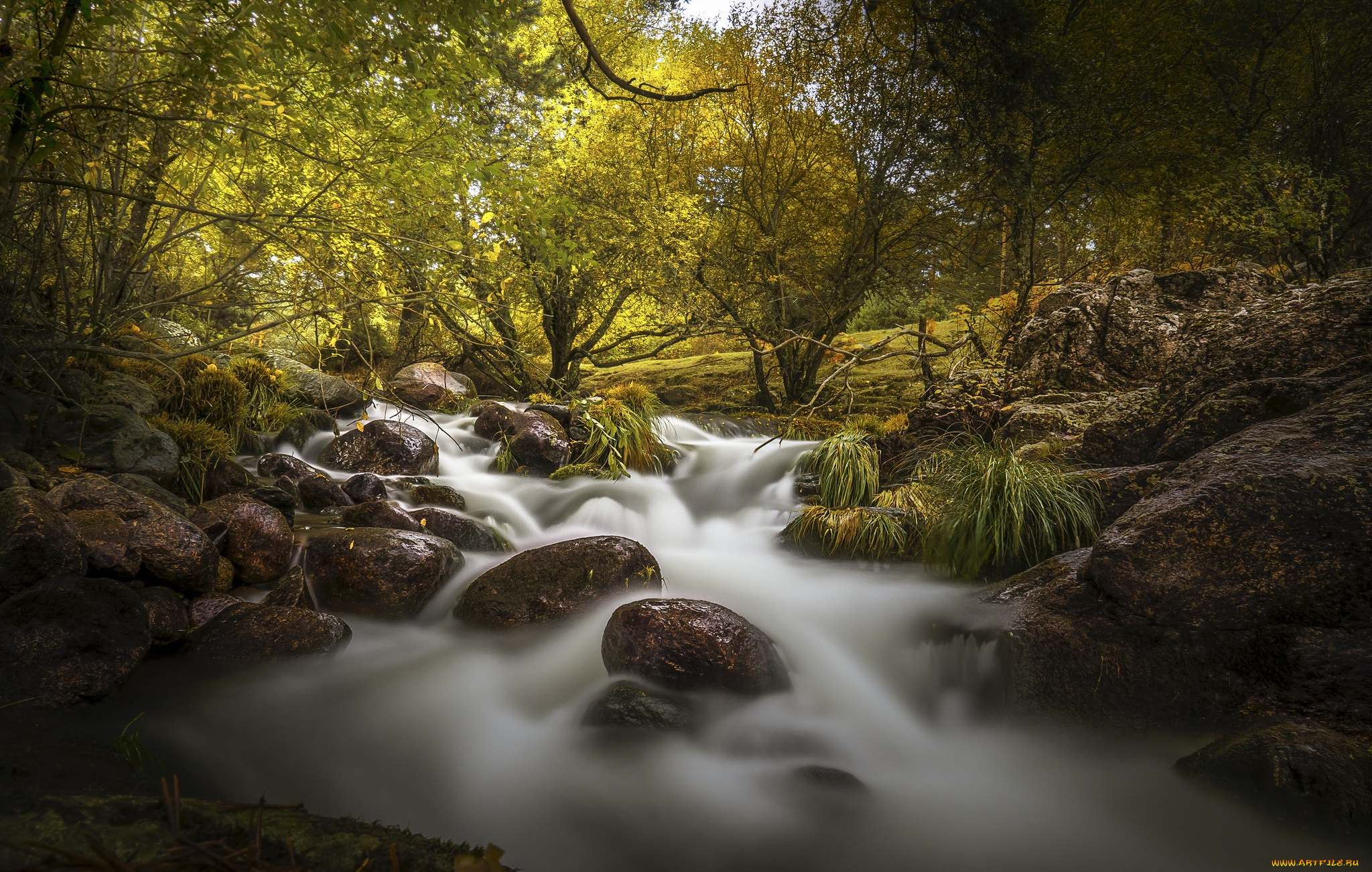 природа, реки, озера, река, лес