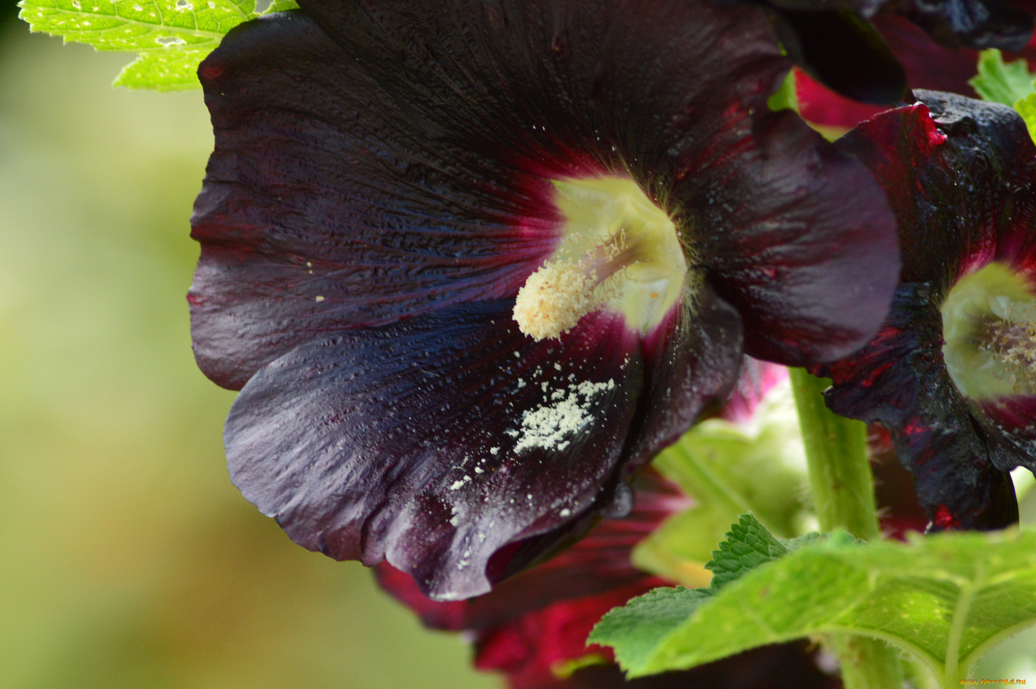 цветы, мальвы, бутон, мальва
