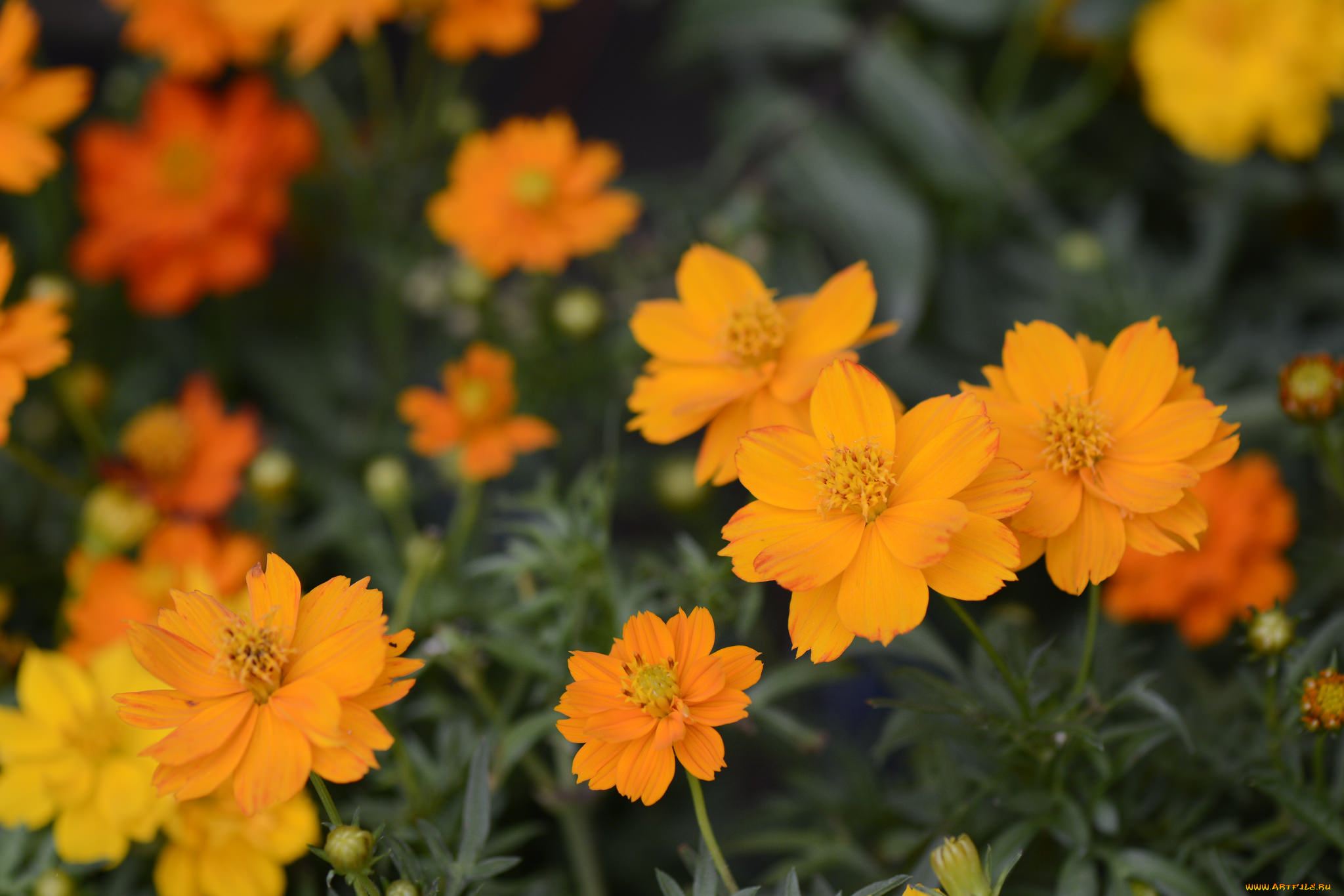 цветы, космея, лепестки, макро, желтый