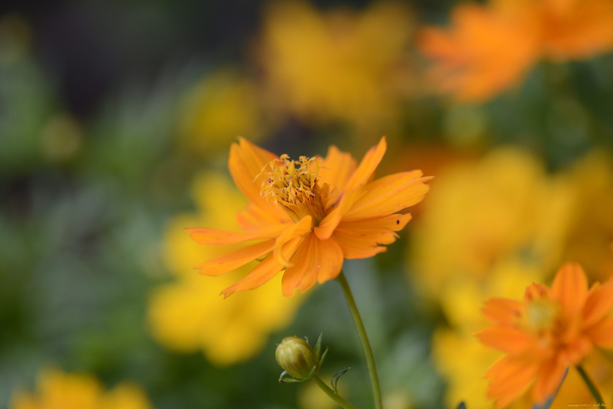 цветы, космея, лепестки, желтый, макро