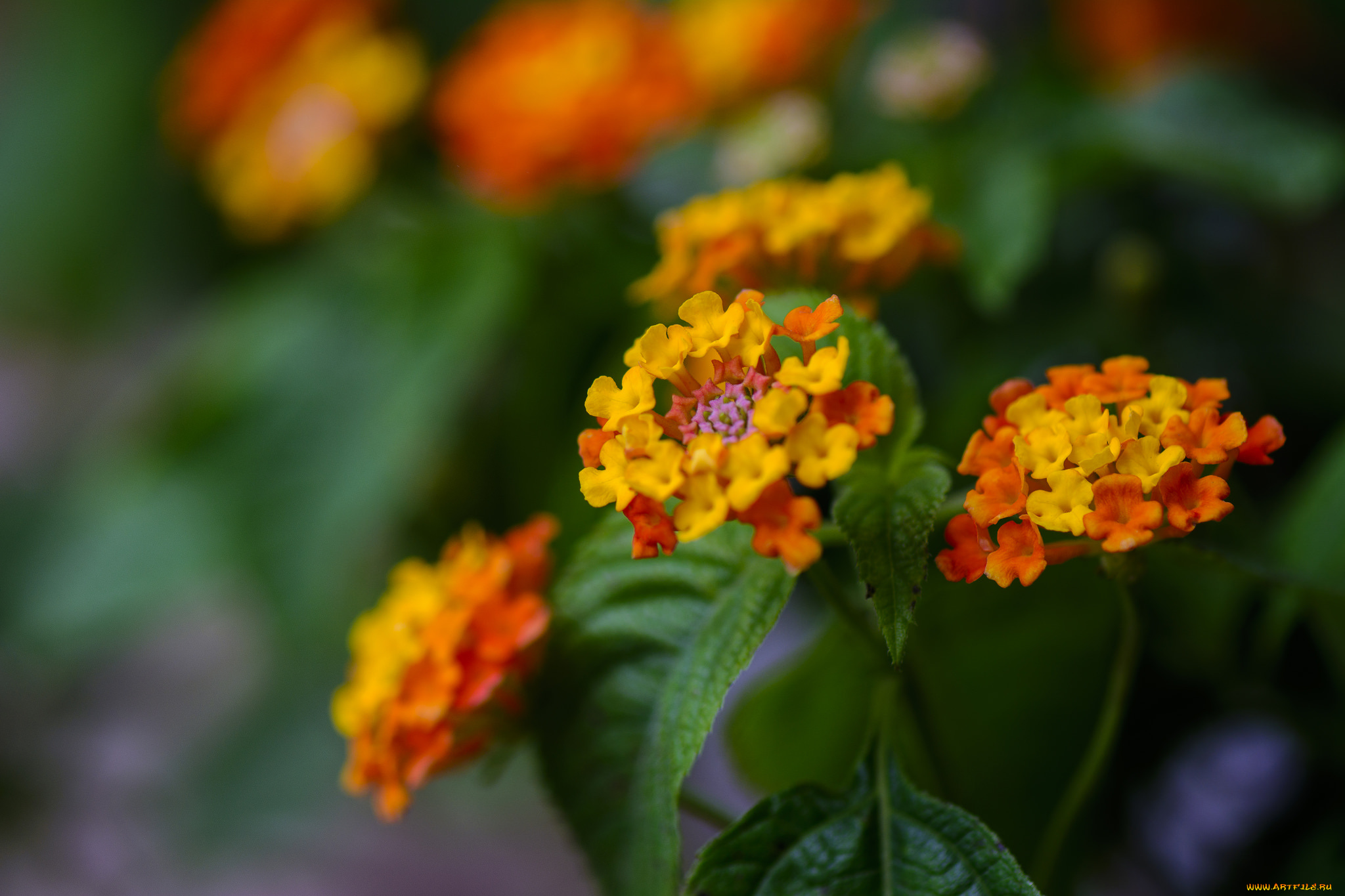 цветы, лантана, лепестки, макро, желтый