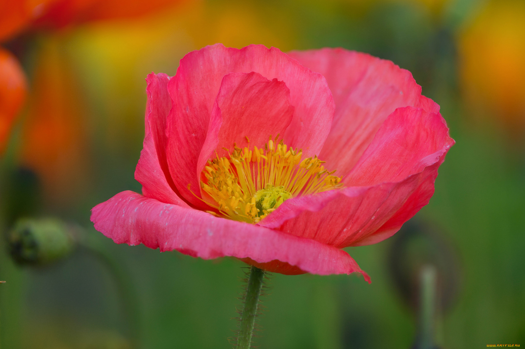 цветы, маки, цветение, мак, цветок, цвет