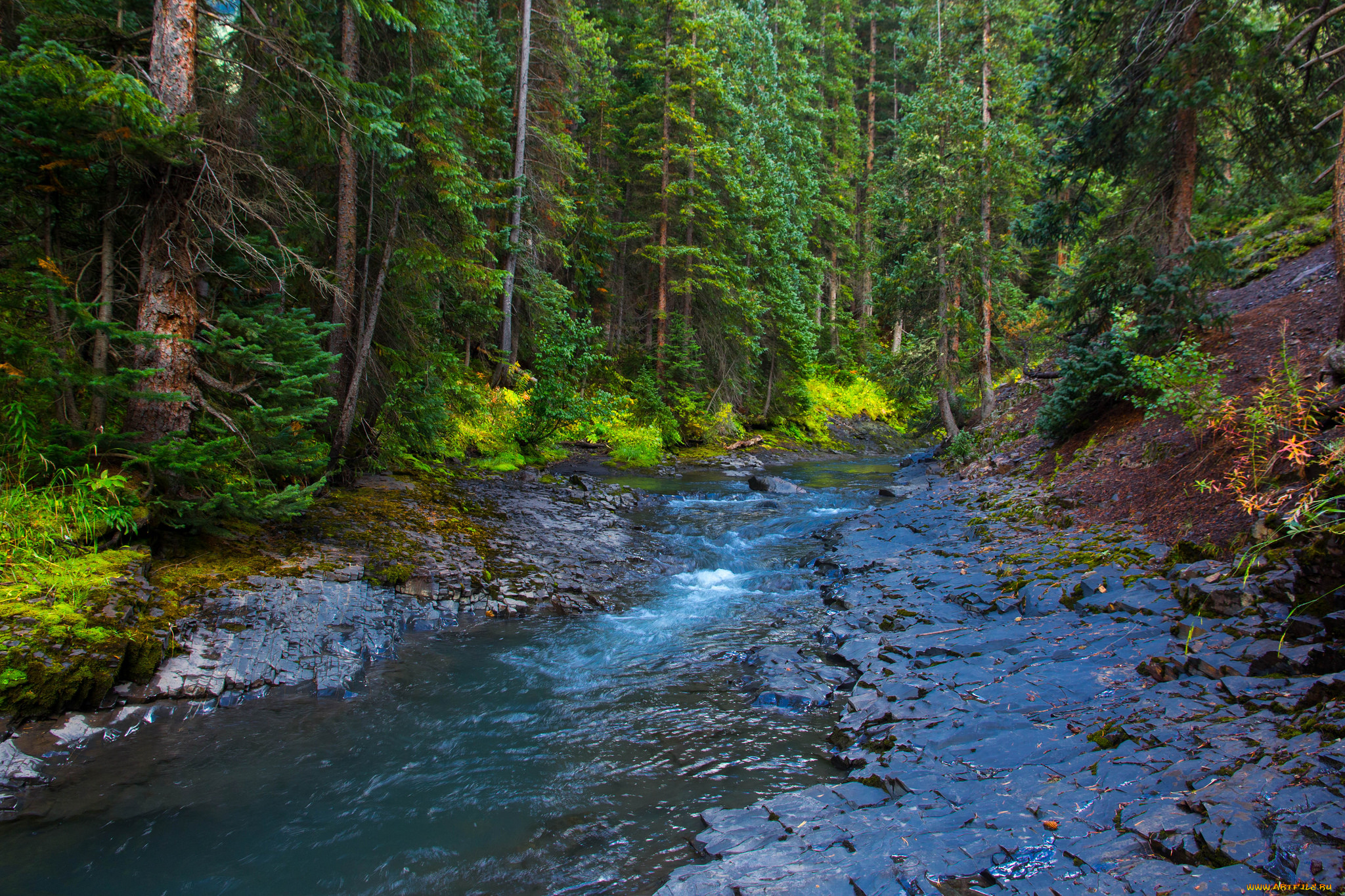 природа, реки, озера, река, лес