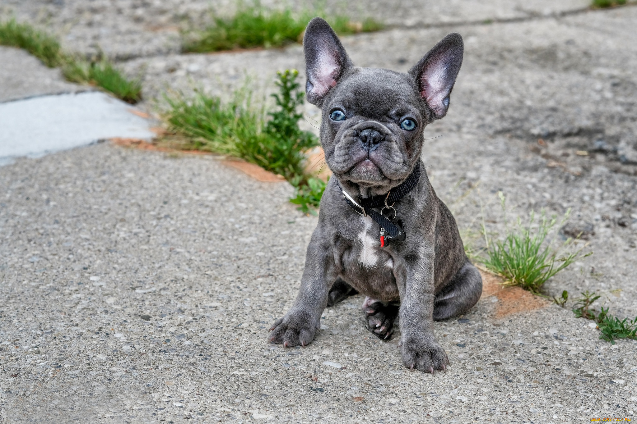 животные, собаки, собака, взгляд, щенок, французский, бульдог