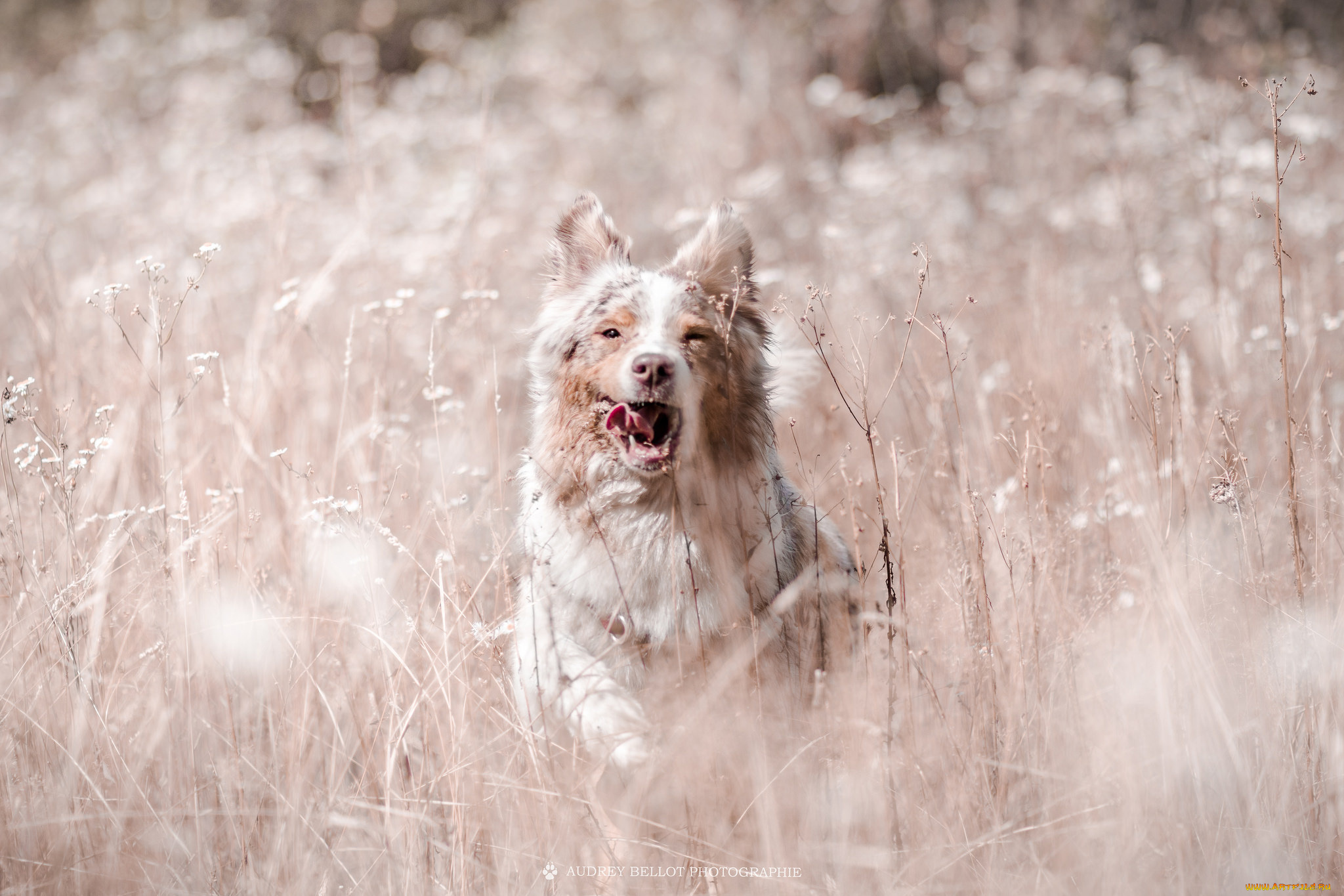 животные, собаки, собака, животное, порода, шерсть, окрас