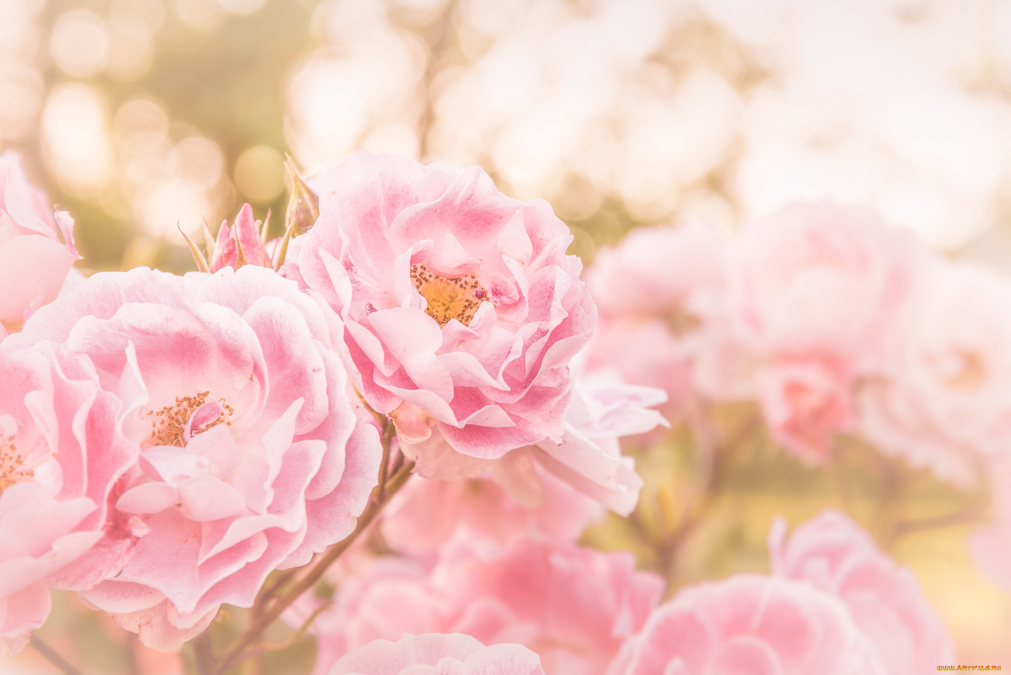 цветы, розы, petals, листья, bud, лепестки, бутон, роза, blossoms, leaves, rose, цветение