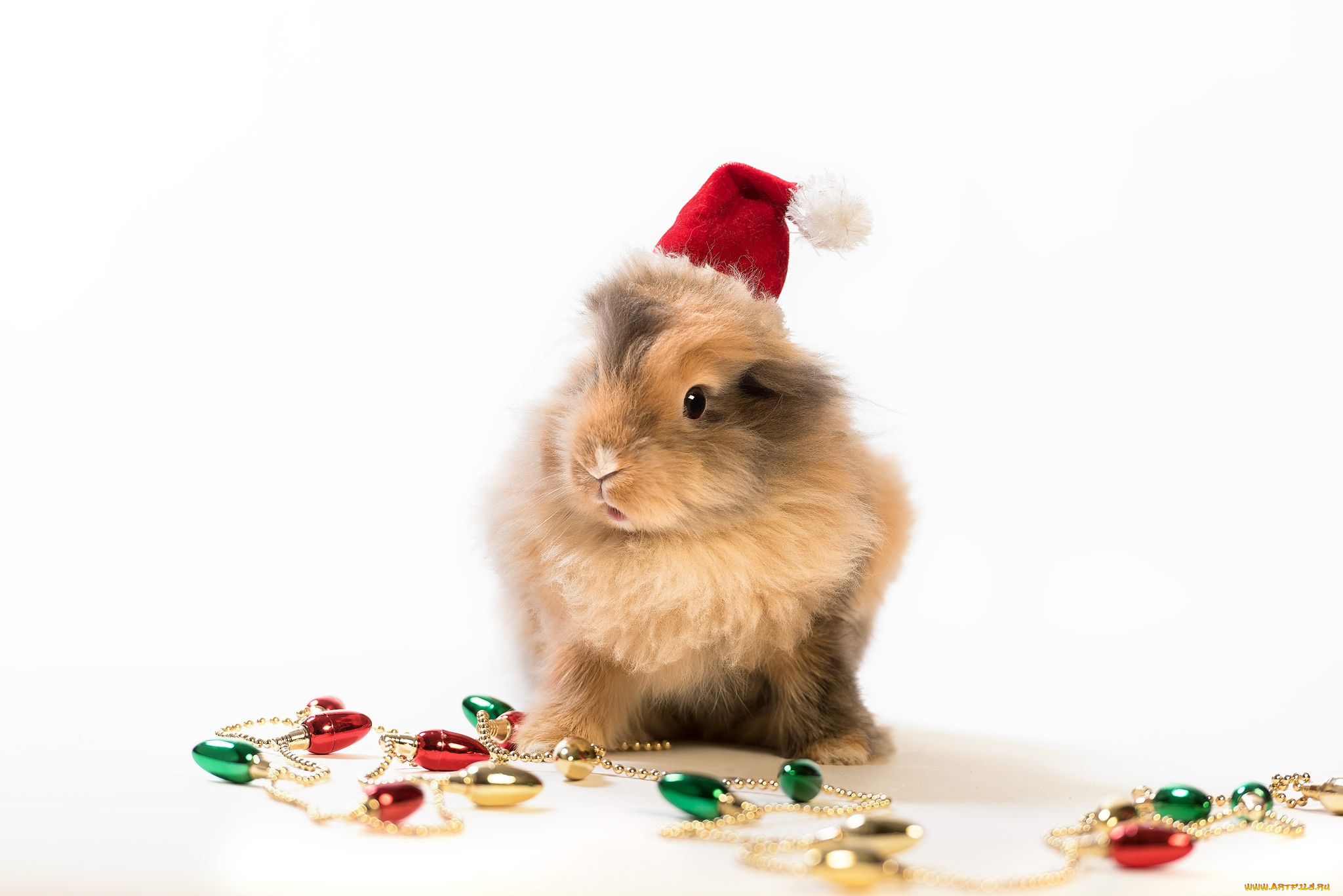 животные, кролики, , зайцы, кролик, гирлянда, колпак, белый, фон