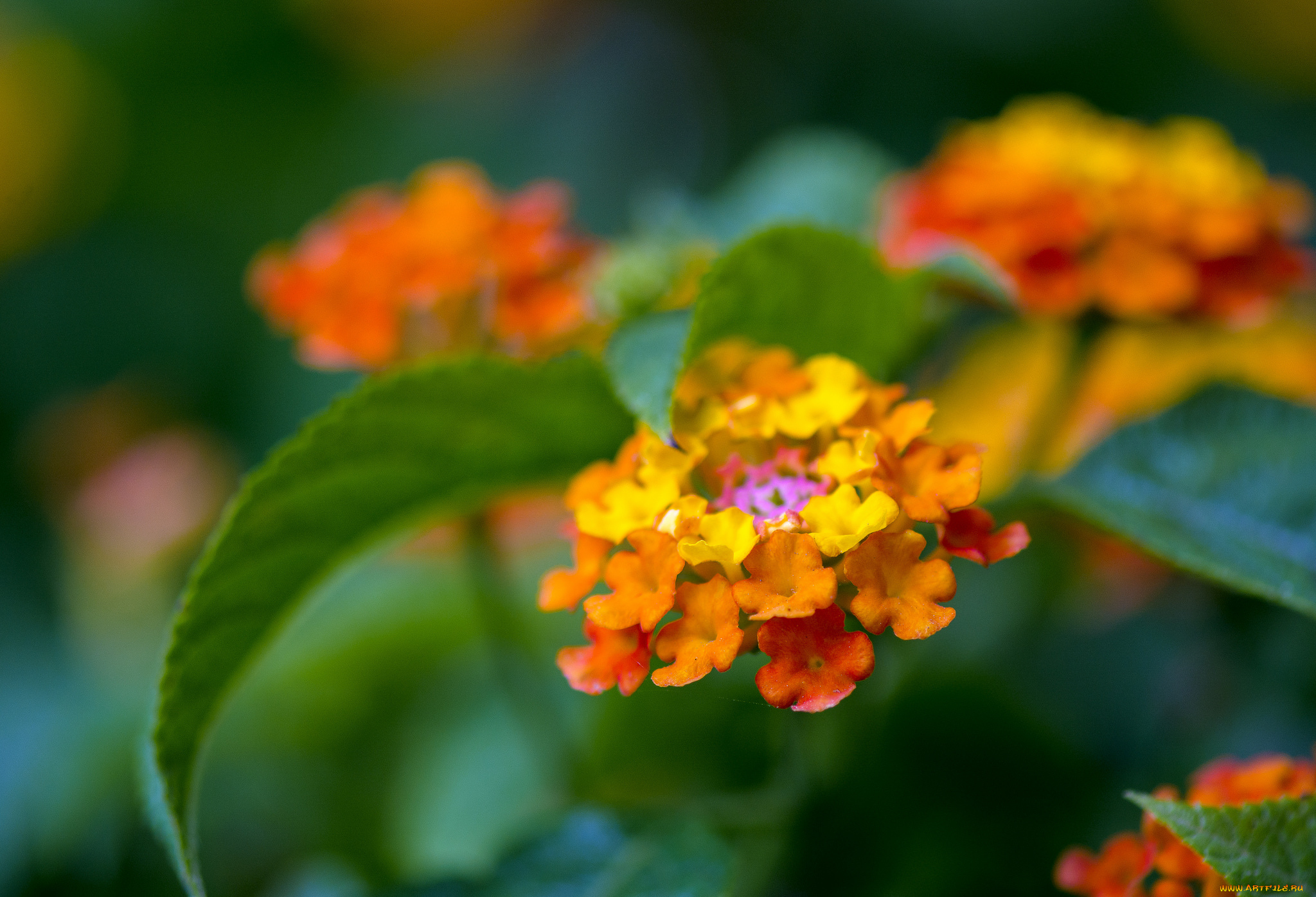 цветы, лантана, макро, бутоны, цветение