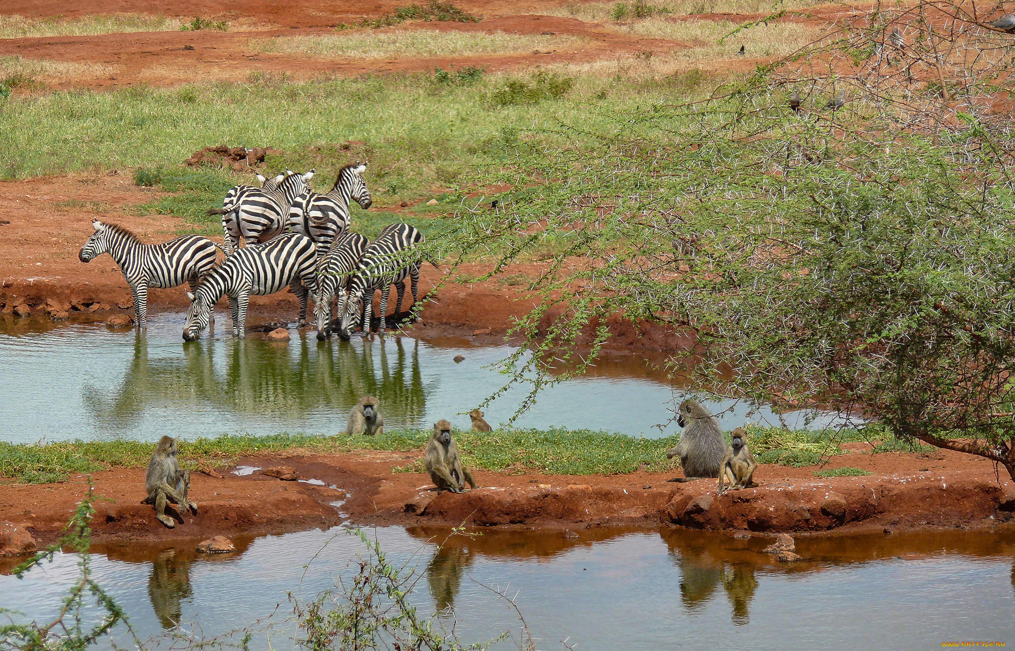 животные, разные, вместе, зебры, дерево, трава, песок, водоем, обезьяны