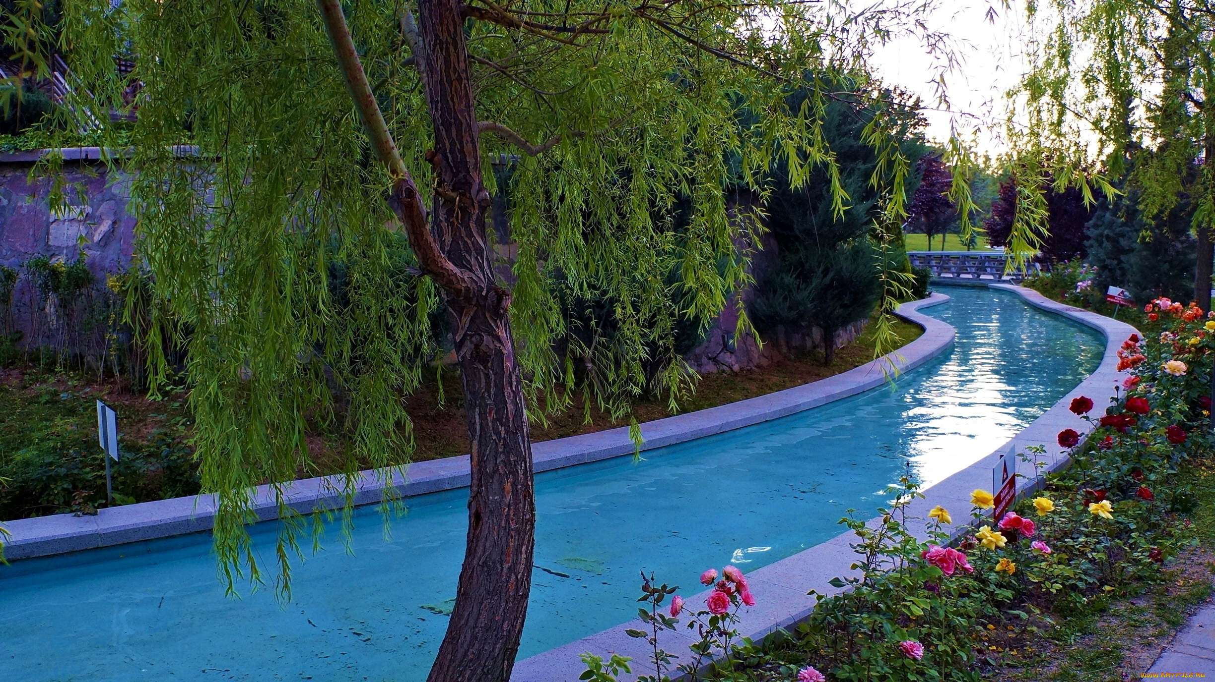 природа, парк, розы, дерево, водоем