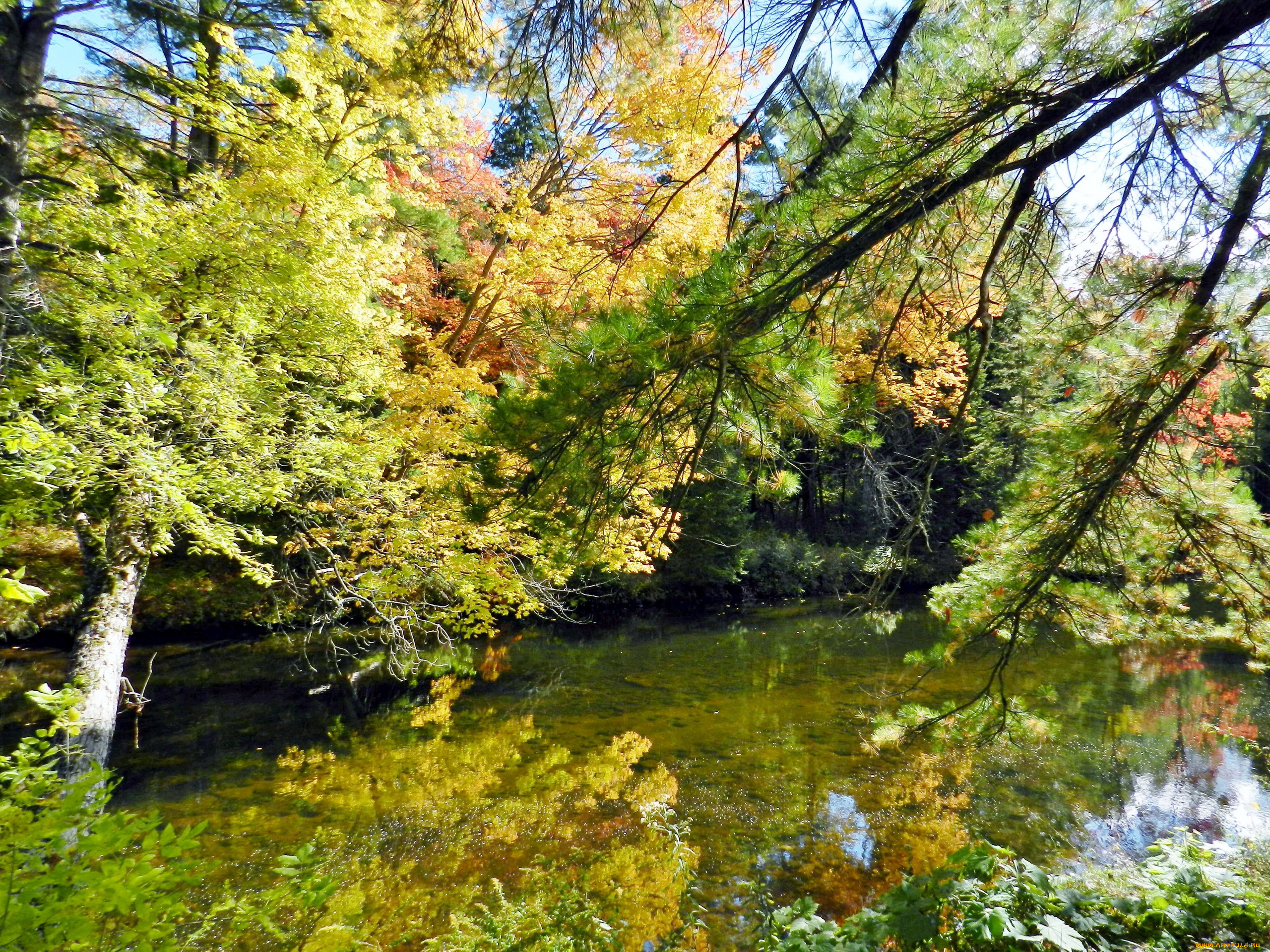 природа, реки, озера, вода, деревья