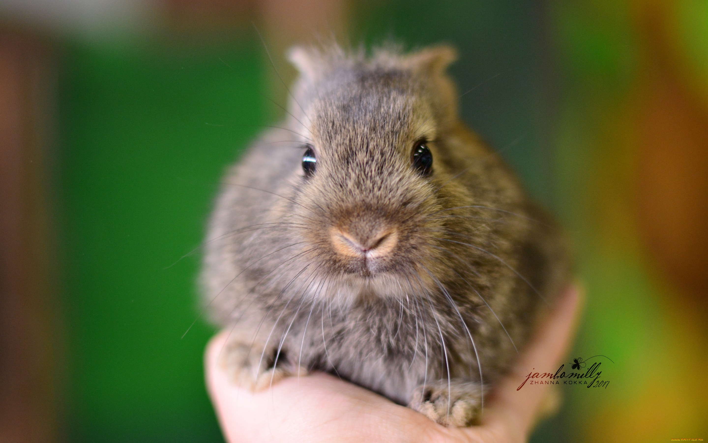 животные, кролики, , зайцы, серый, рука, детеныш, макро, кролик