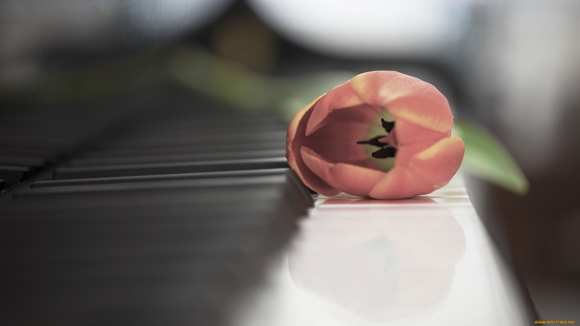 музыка, -музыкальные, инструменты, клавиши, пианино, цветок