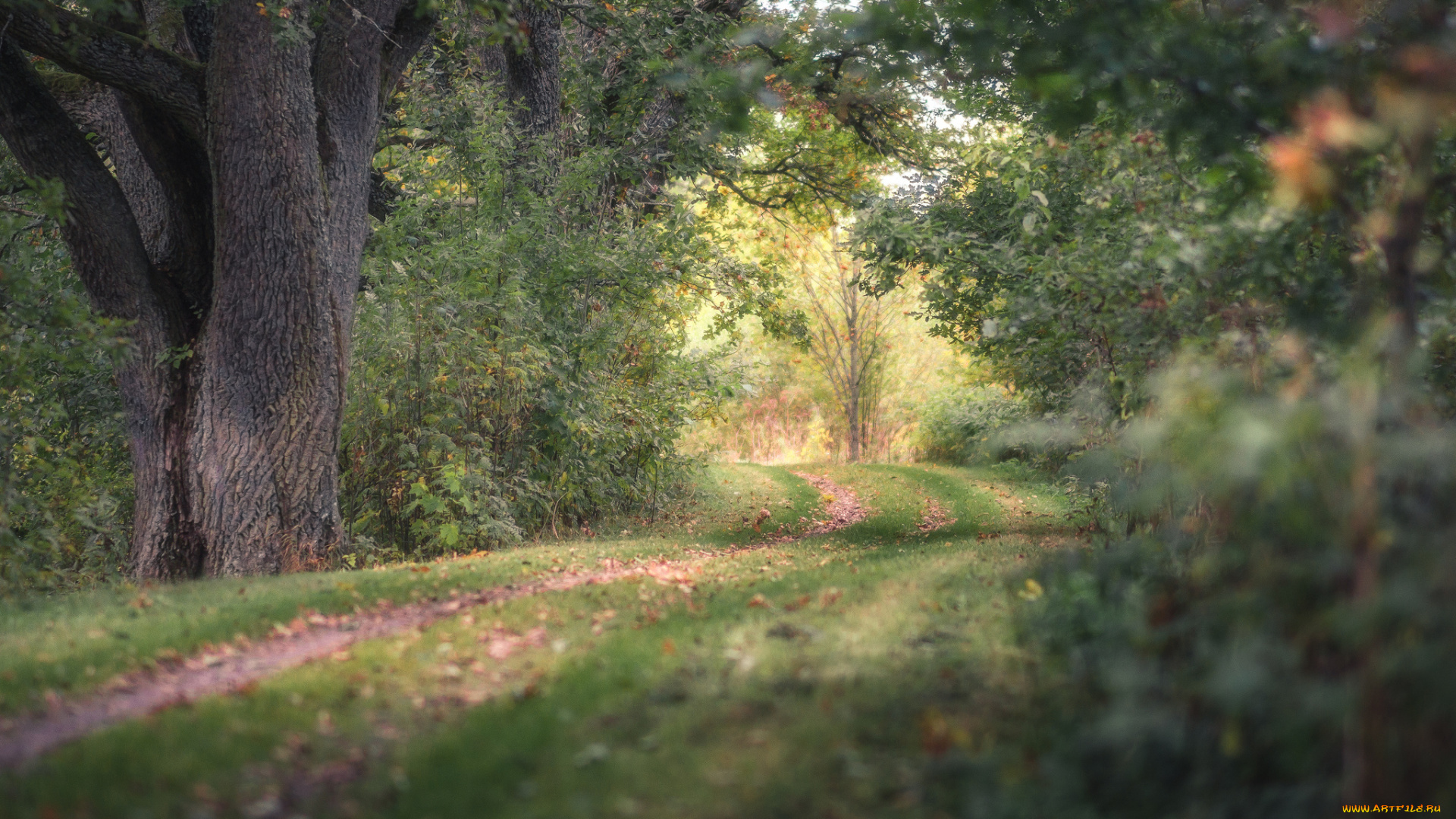 природа, дороги, простор