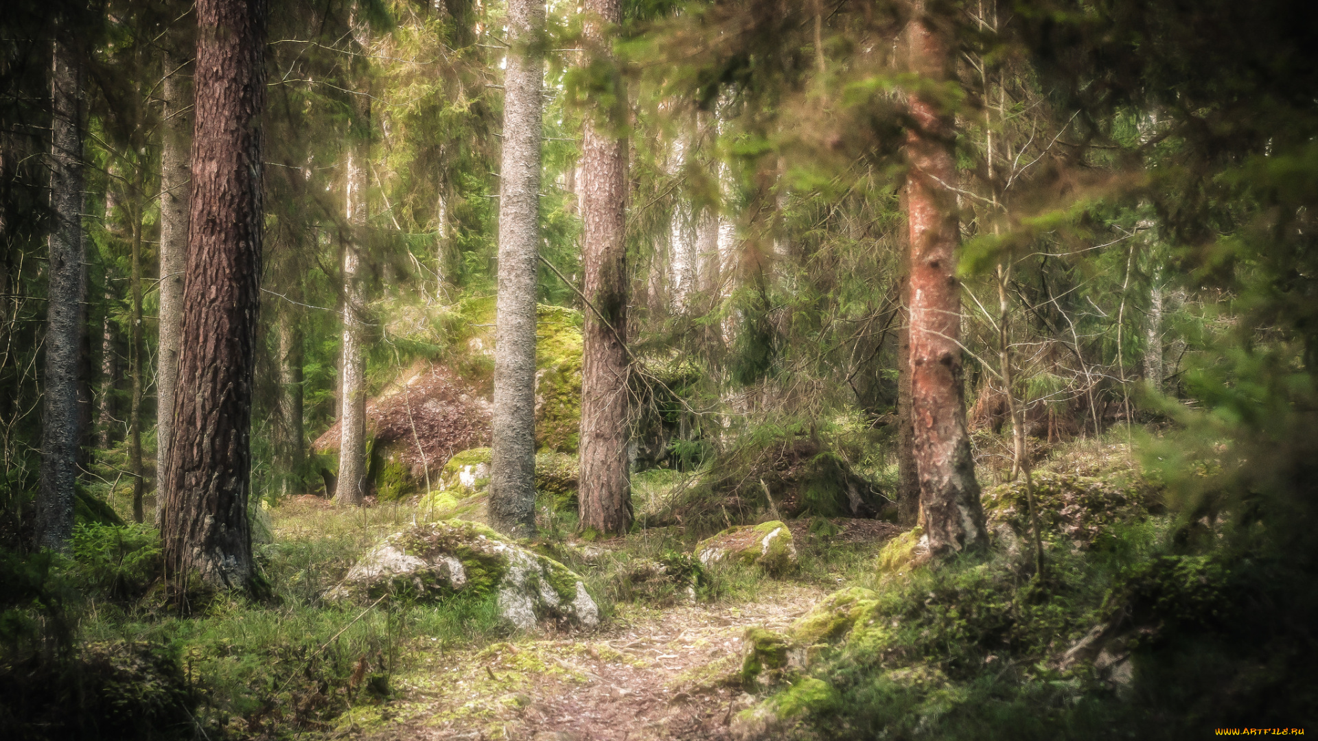 природа, лес, простор