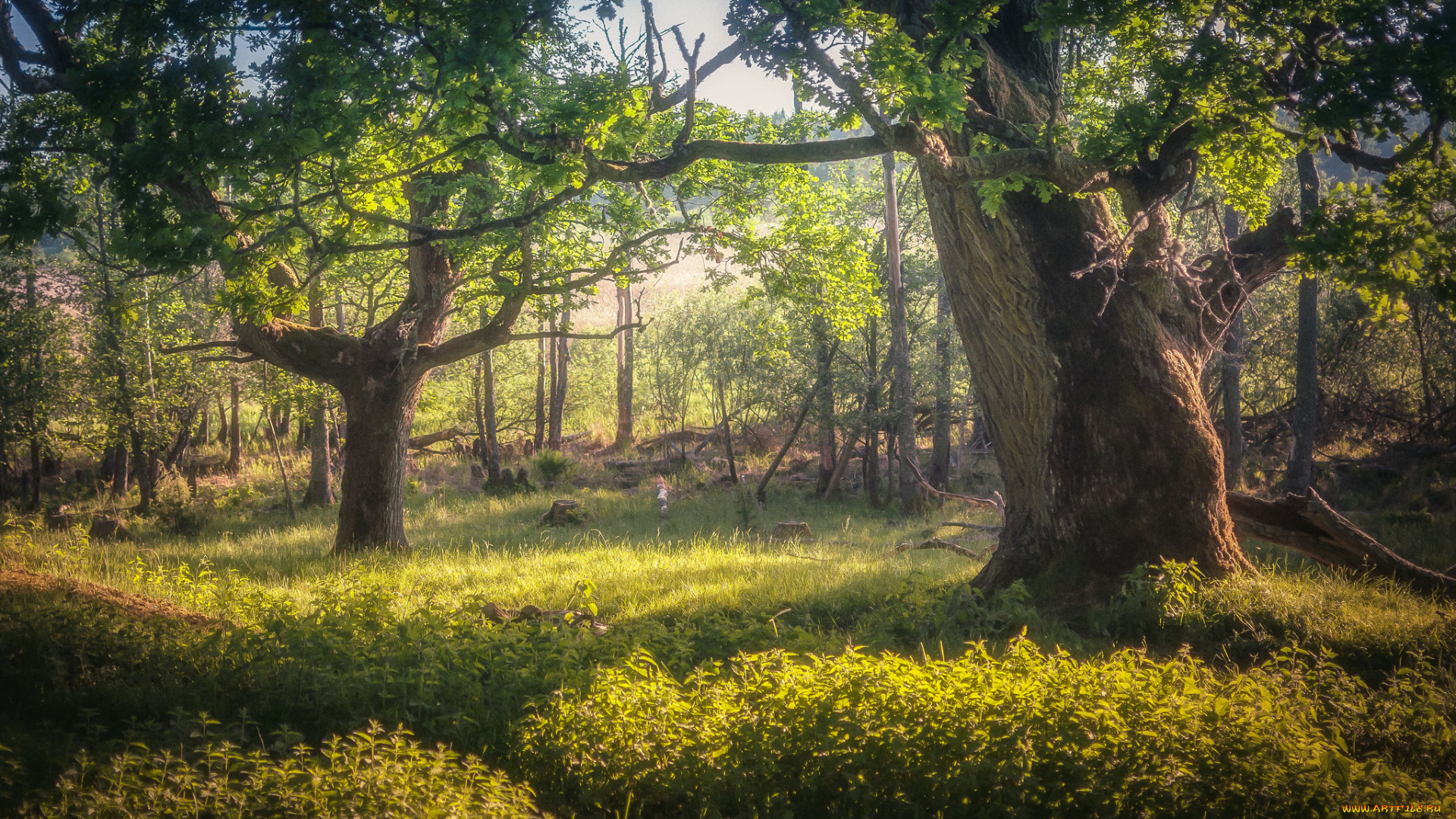 природа, лес, простор