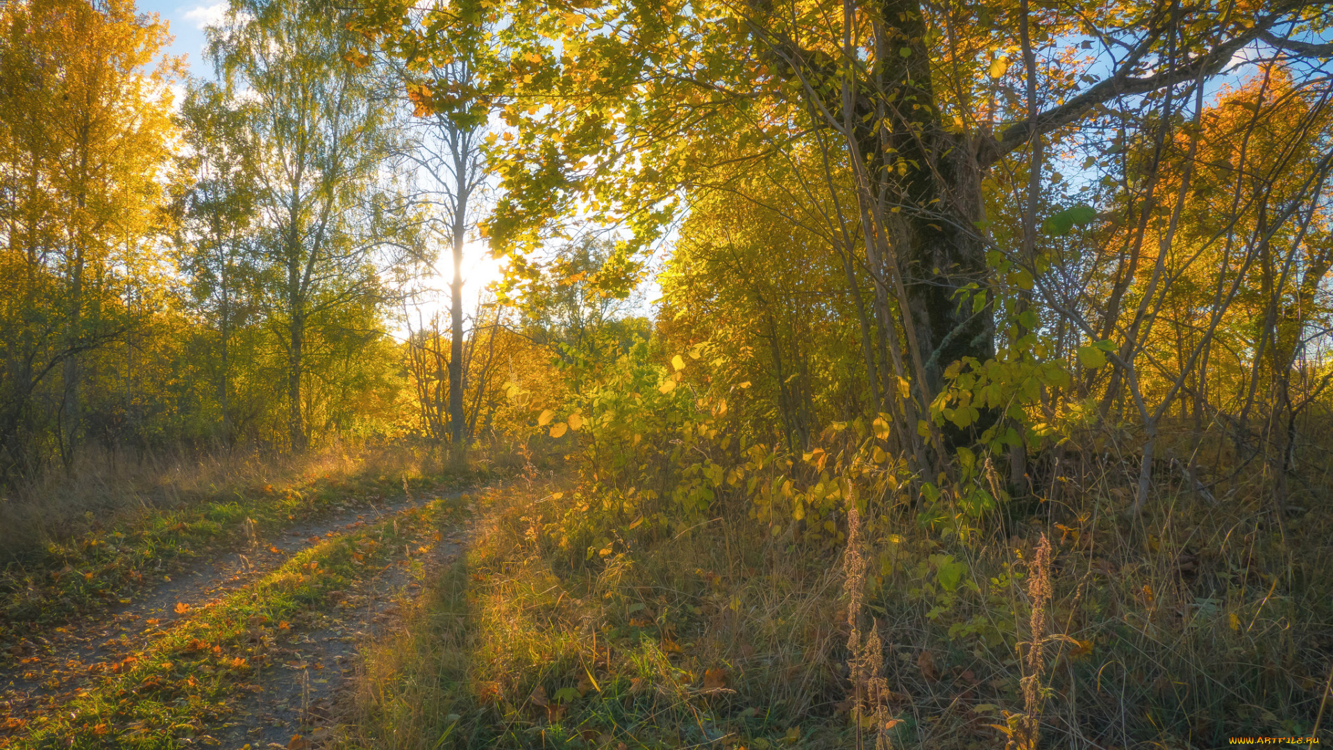 природа, лес, простор