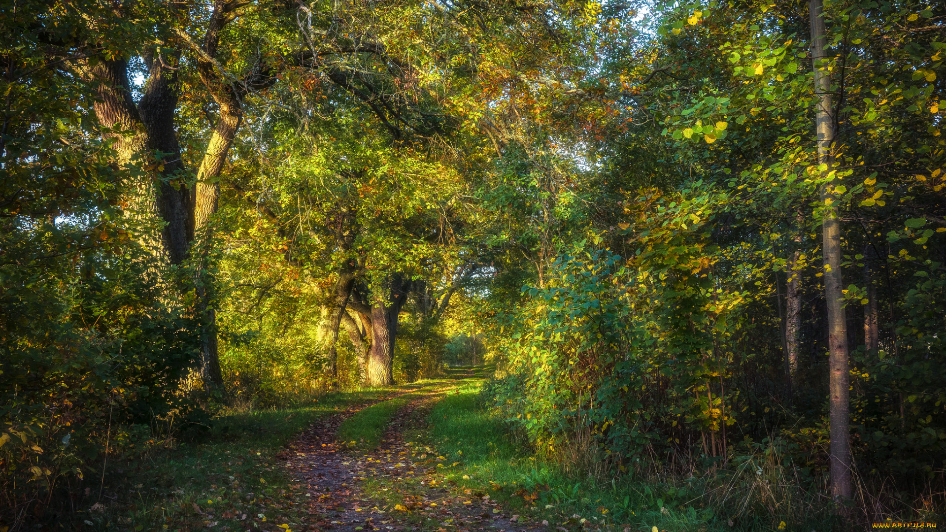 природа, лес, простор