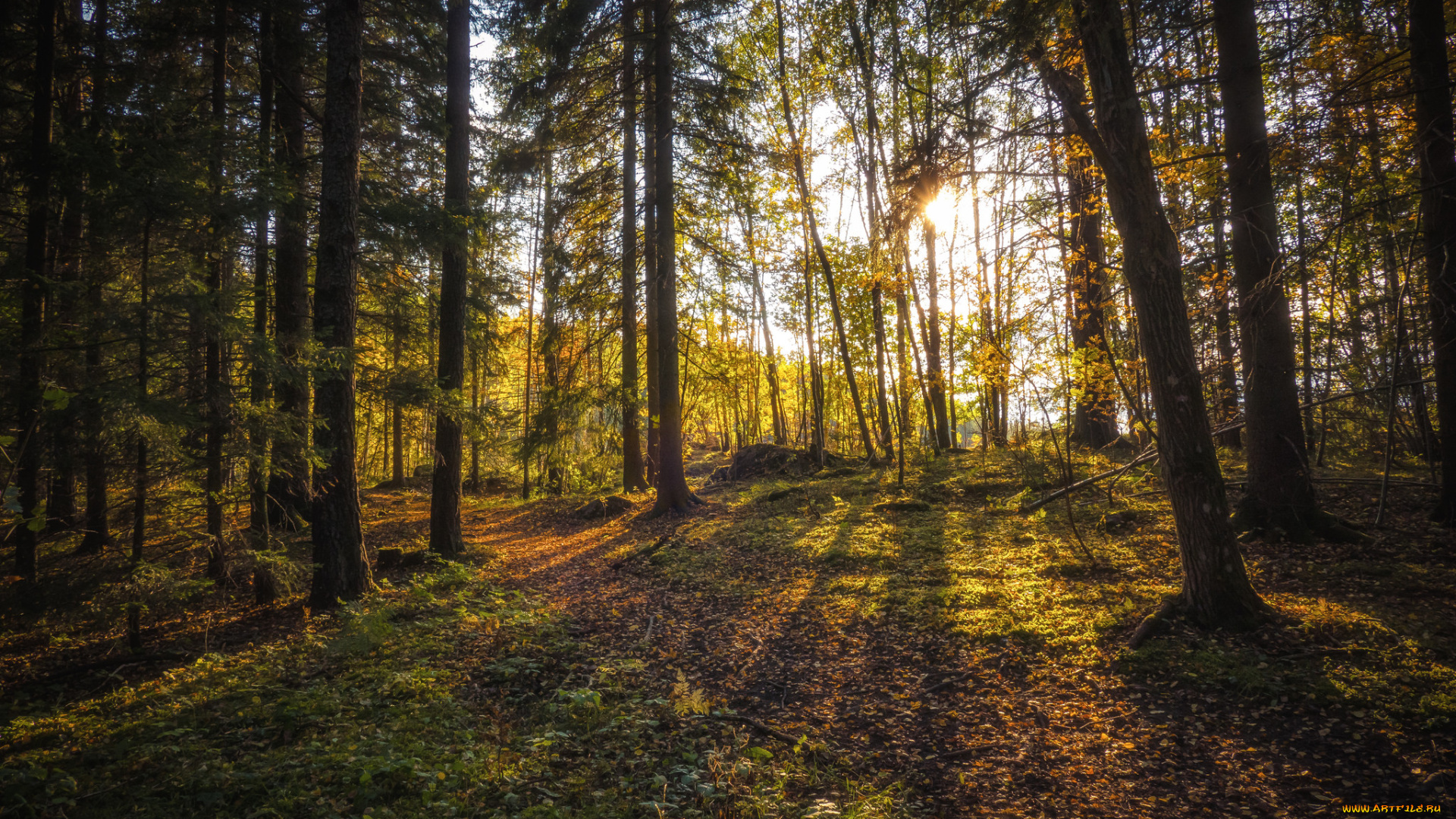 природа, лес, простор