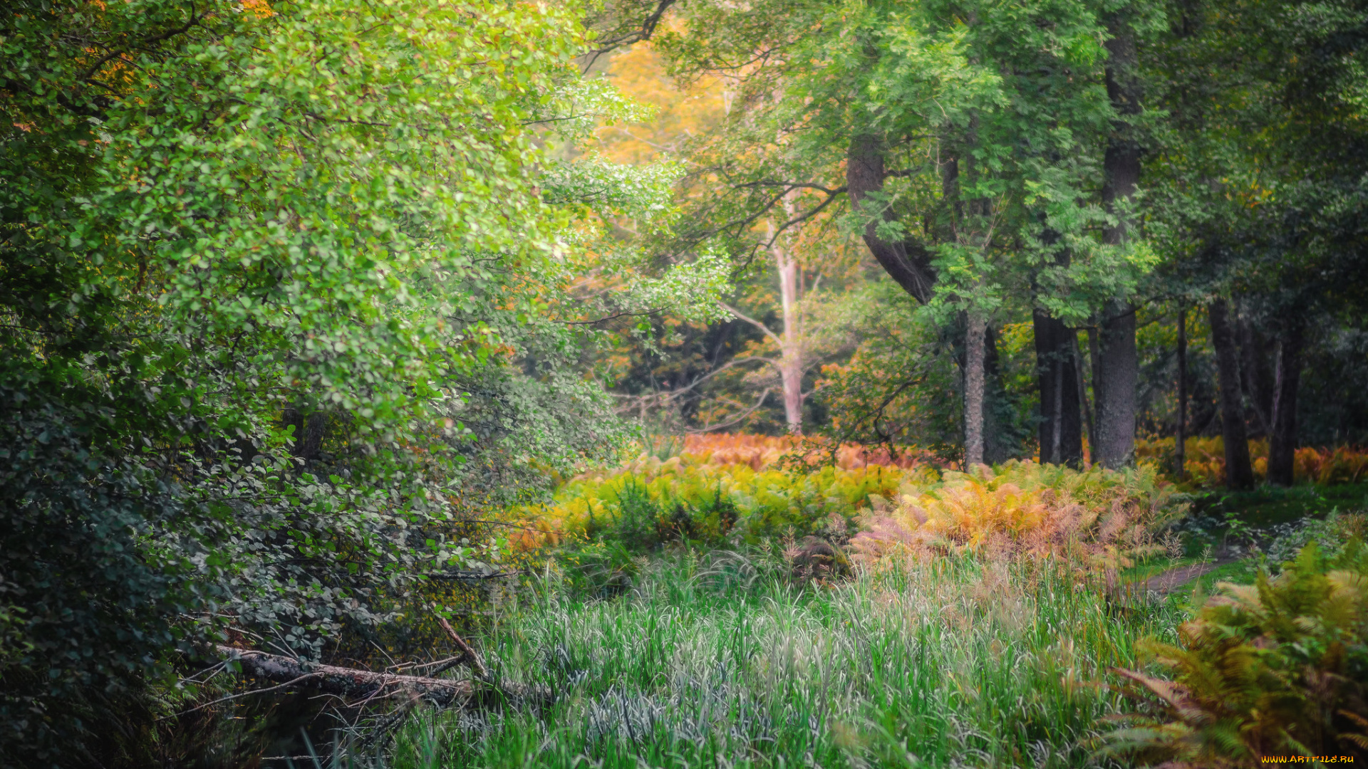 природа, лес, простор