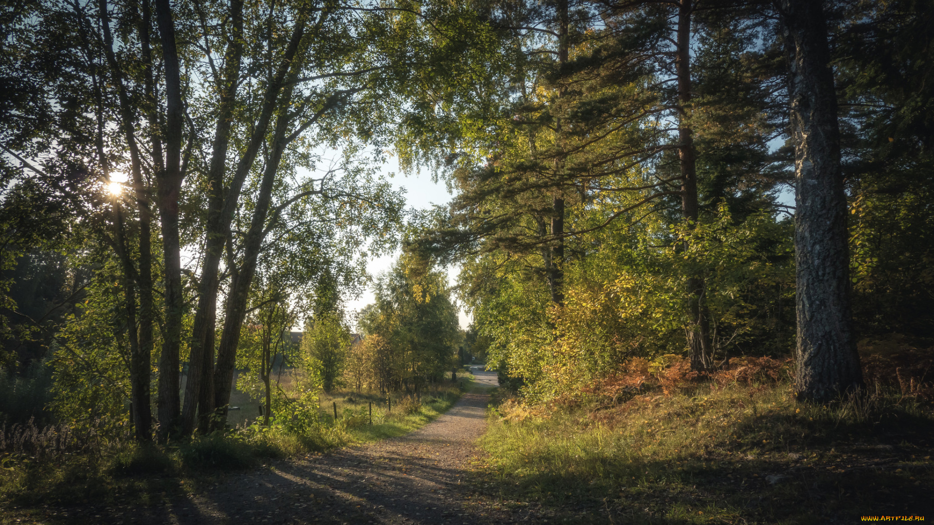 природа, лес, простор