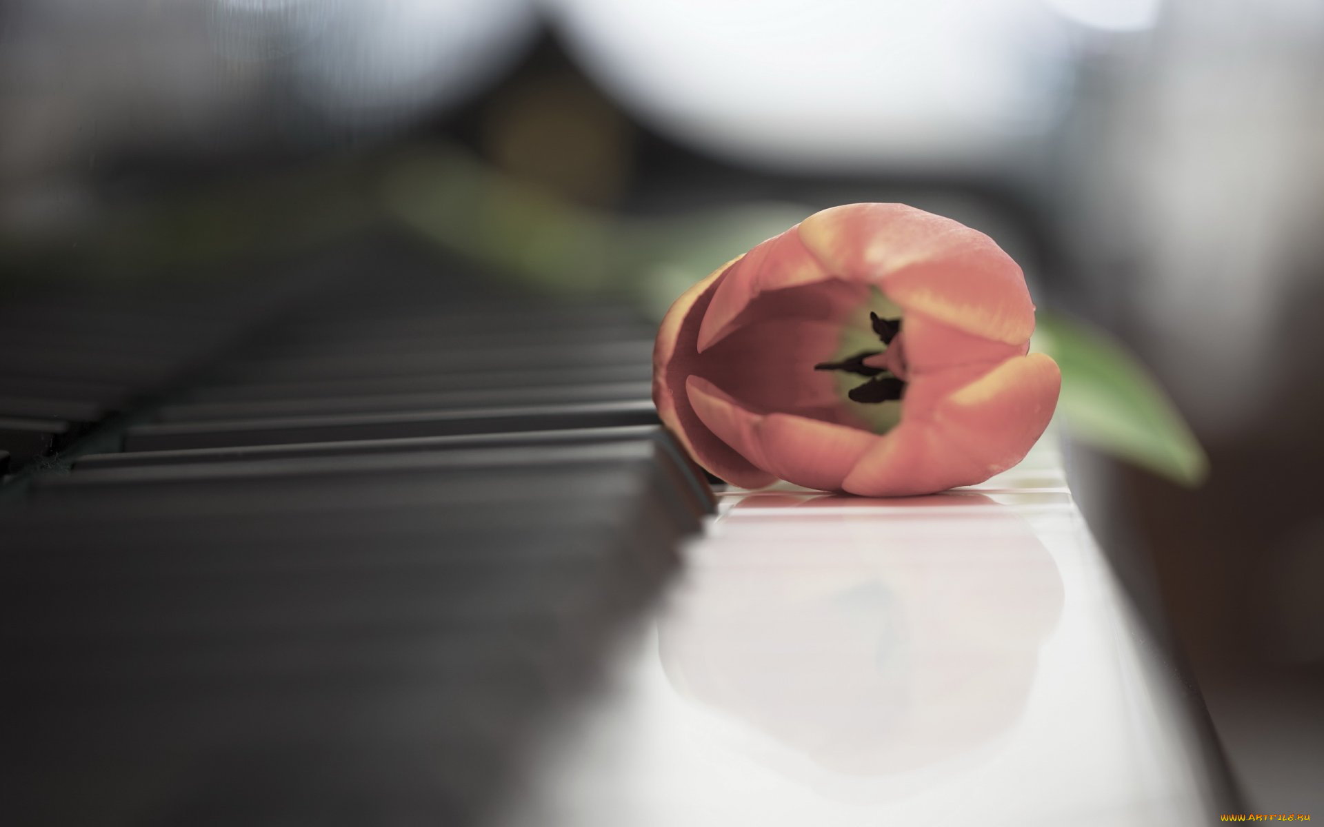 музыка, -музыкальные, инструменты, клавиши, пианино, цветок