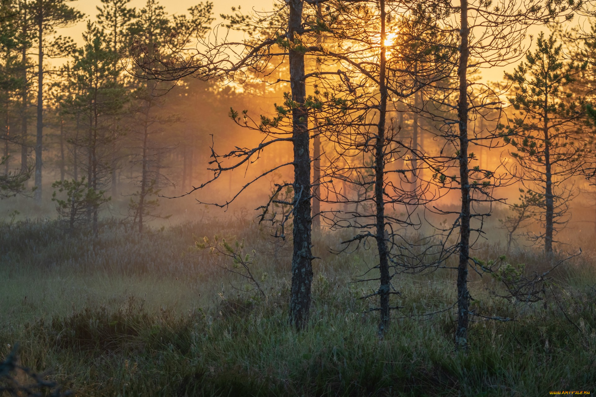 природа, лес, простор