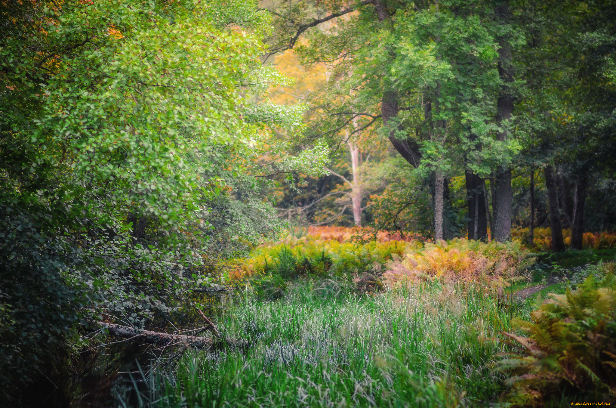 природа, лес, простор