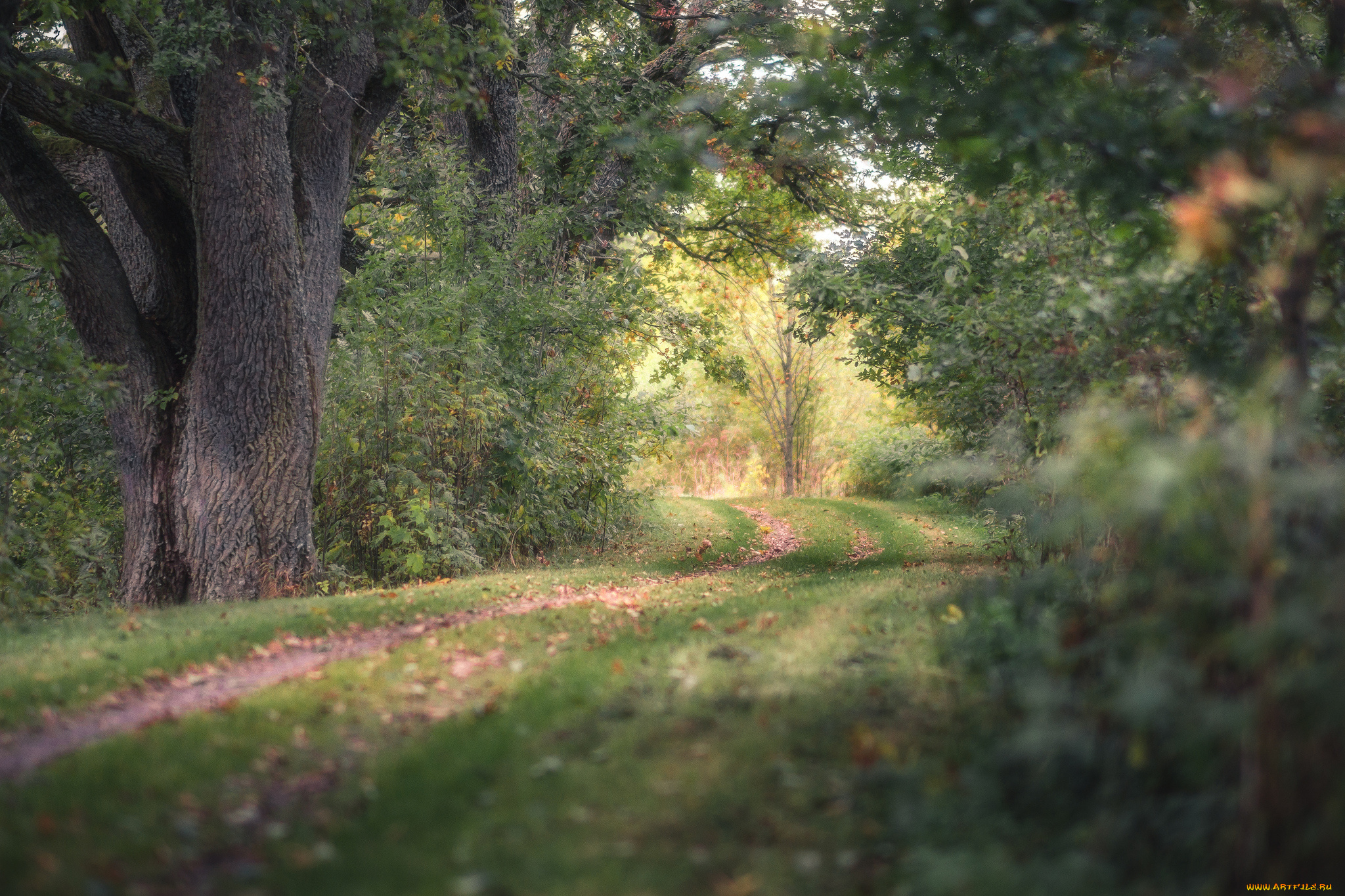 природа, дороги, простор