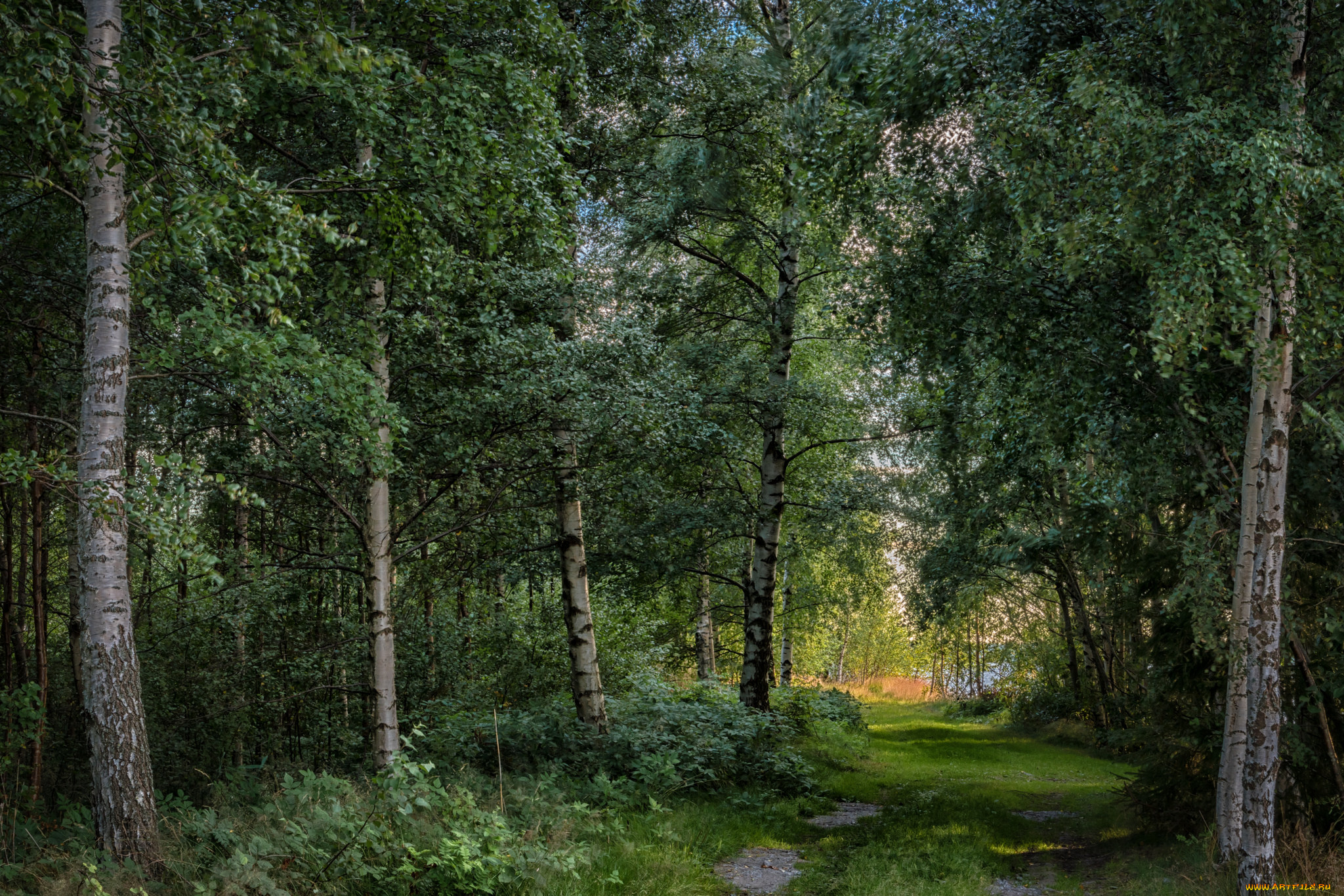 природа, лес, простор