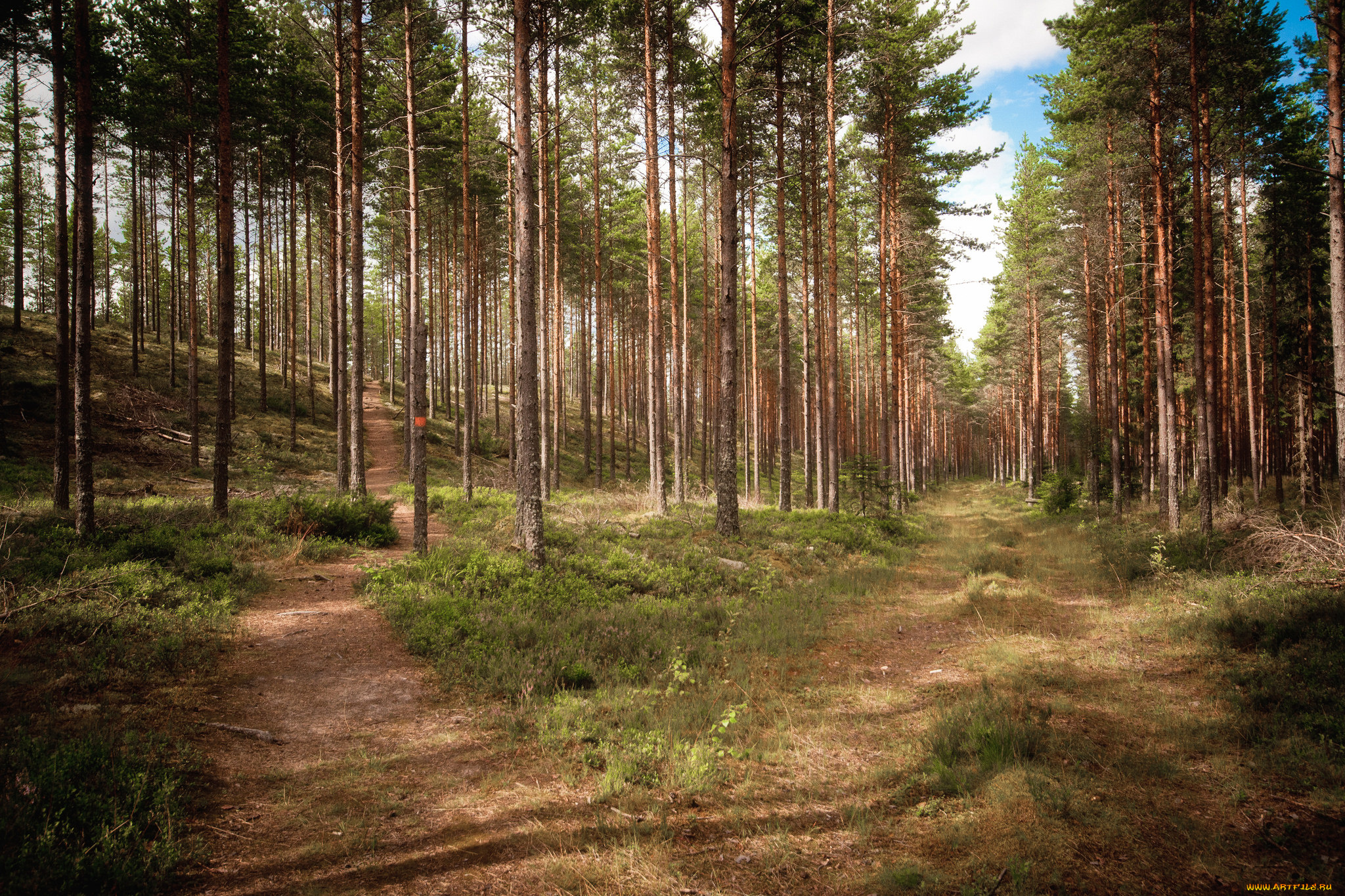 природа, лес, простор